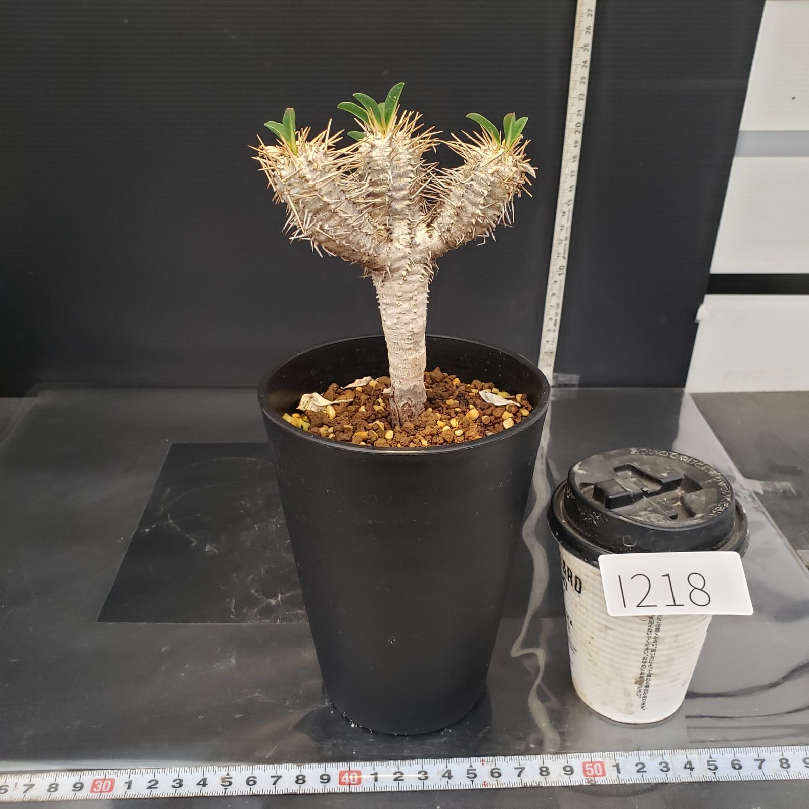 I218【自社養生株】ユーフォルビア ギラウミニアナ（現地球・発根株