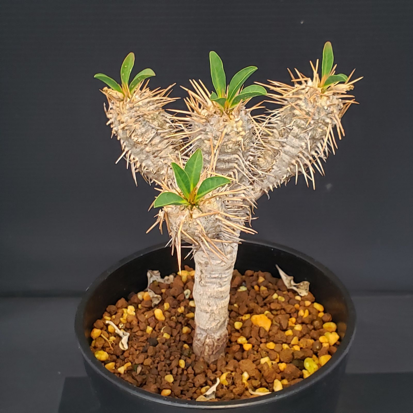 I218【自社養生株】ユーフォルビア ギラウミニアナ（現地球・発根株