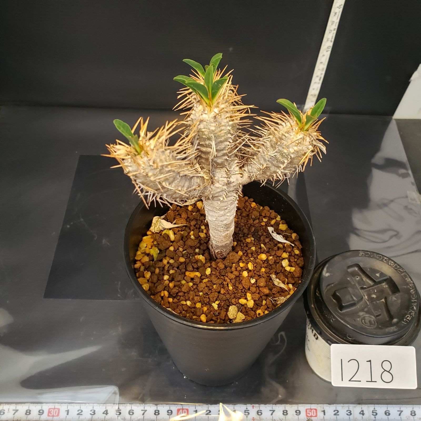 I218【自社養生株】ユーフォルビア ギラウミニアナ（現地球・発根株