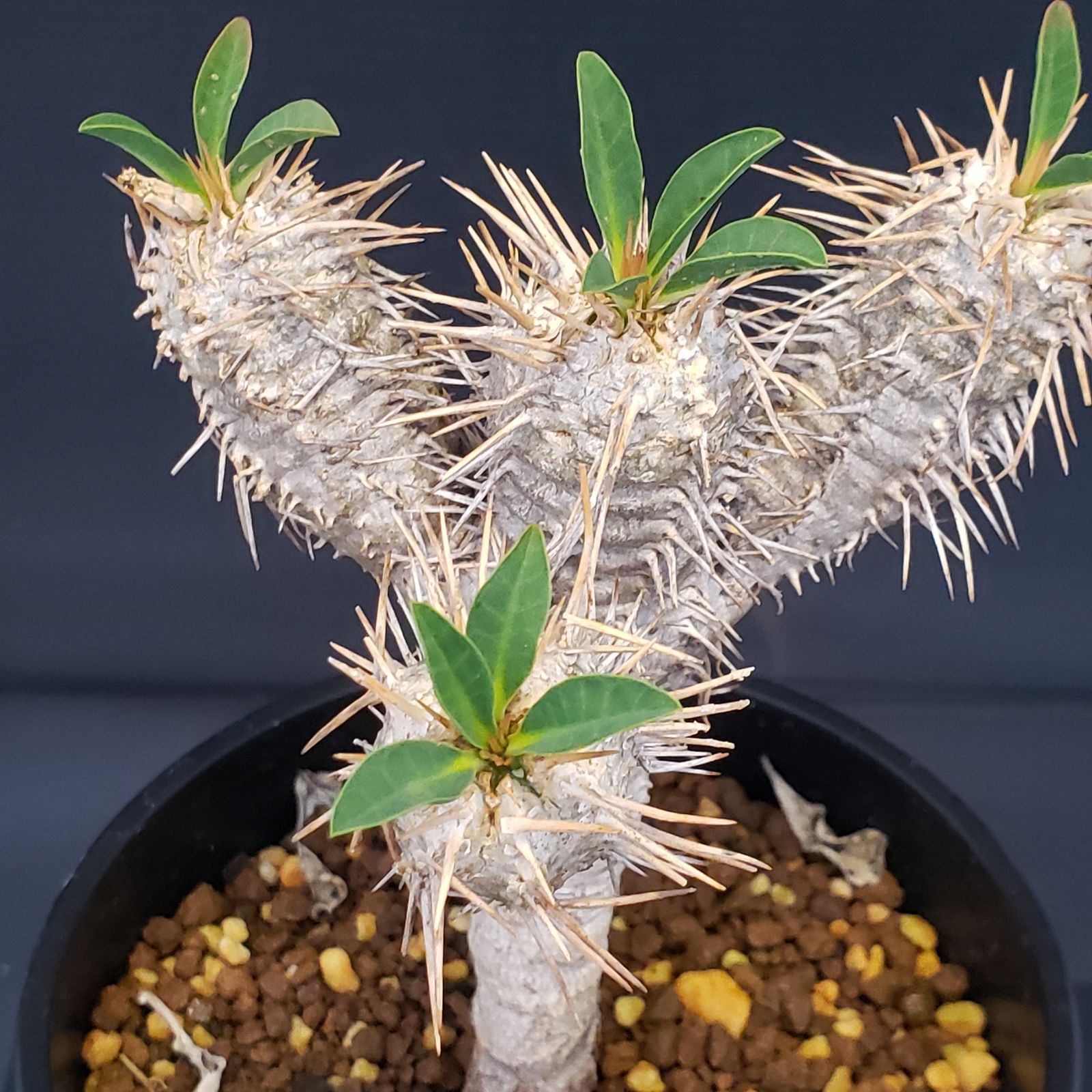 I218【自社養生株】ユーフォルビア ギラウミニアナ（現地球・発根株