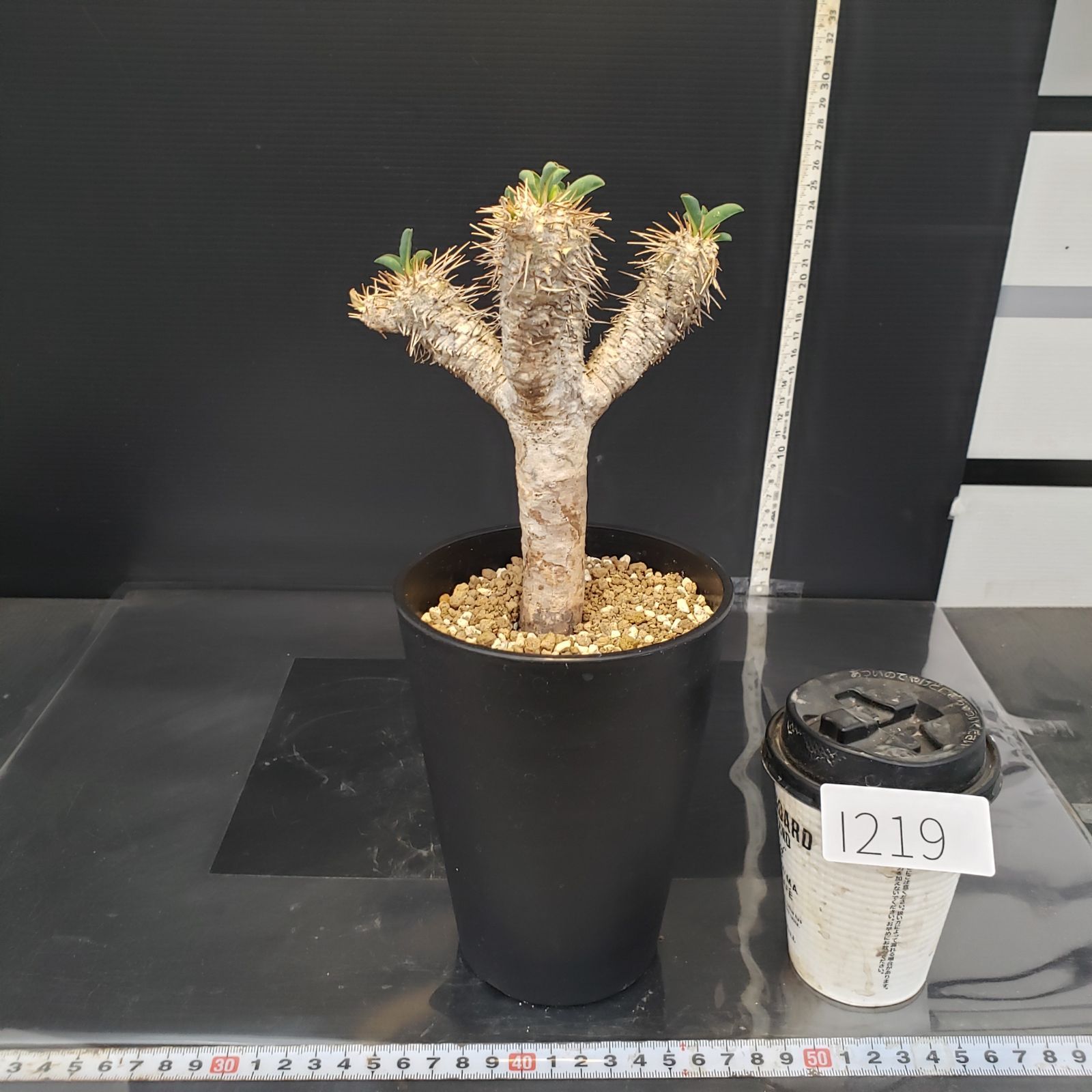 I219【自社養生株】ユーフォルビア ギラウミニアナ（現地球・発根株