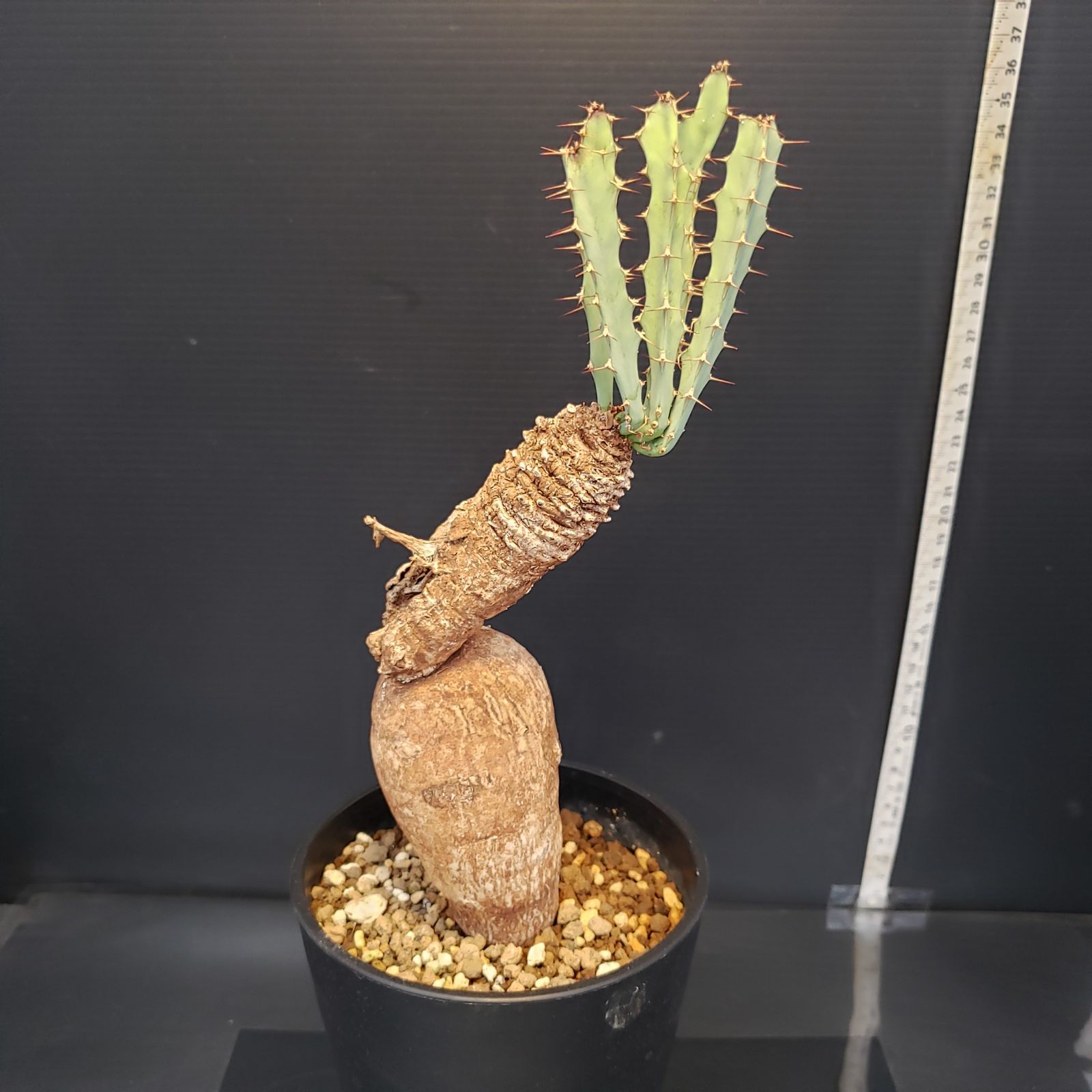 ユーフォルビア　フスカ　現地球　発根株 (鉢付き) ユーフォルビア フスカ 現地球 発根株 (鉢付き) ユーフォルビア フスカ