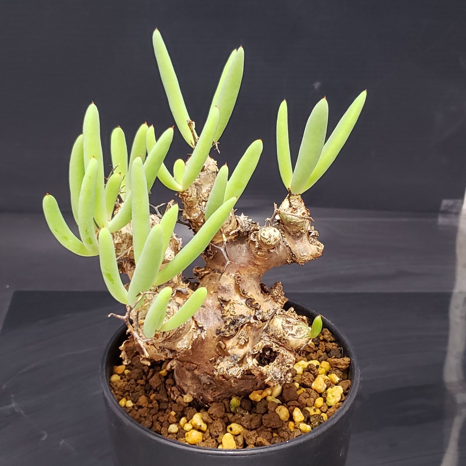 【セール】チレコドン　レティキュラータス　No.003　鉢、送料込　メルカリ便 I230【自社養生株】チレコドン レティキュラータス 万物想（現地球・発