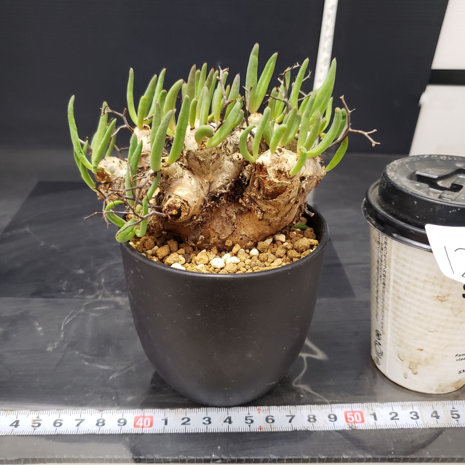 I234【自社養生株】チレコドン レティキュラータス 万物想（現地球・発