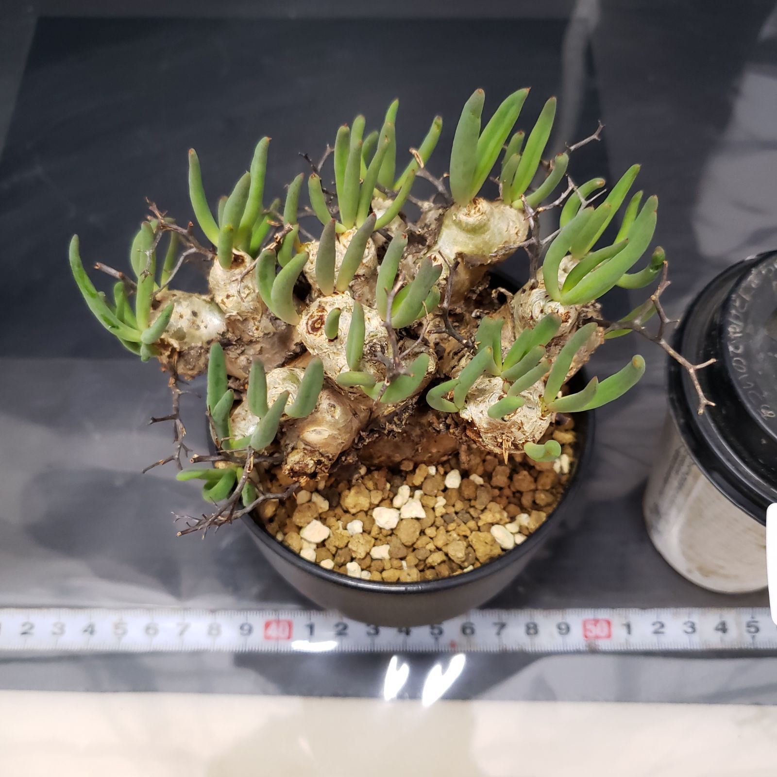 大株❗️ 塊根植物　チレコドン　レキュラータス　万物想　現地球 I234【自社養生株】チレコドン レティキュラータス 万物想（現地球・発