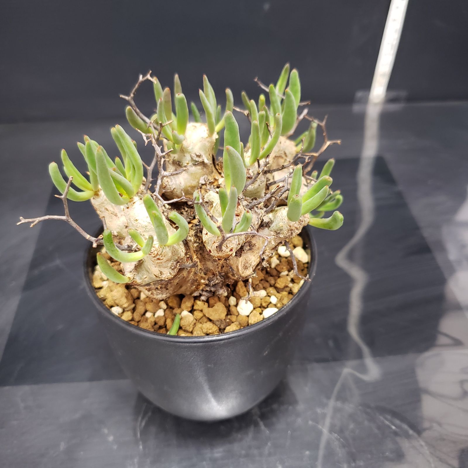 I234【自社養生株】チレコドン レティキュラータス 万物想（現地球・発