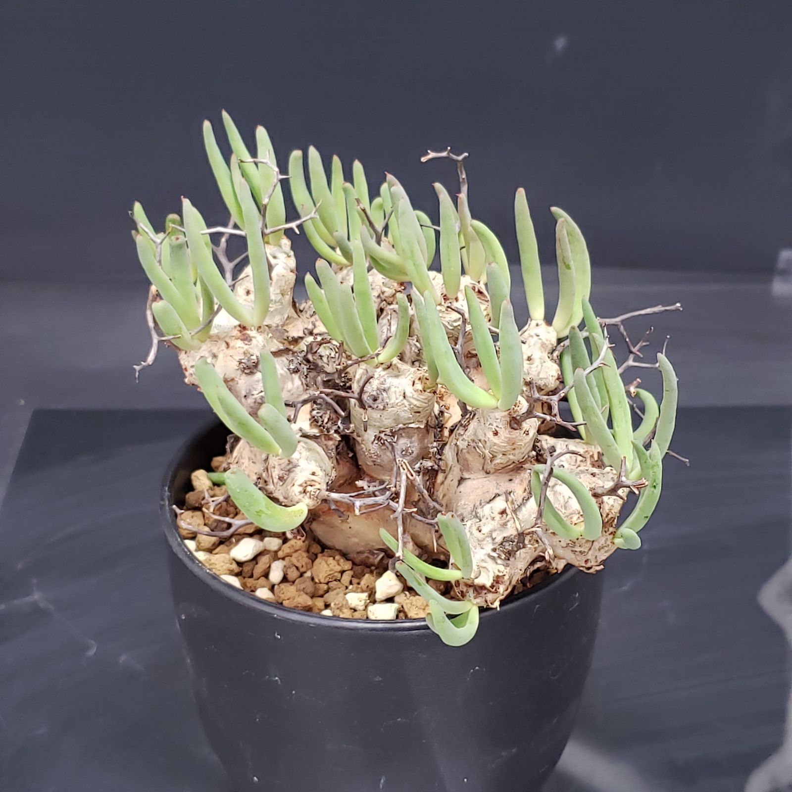 I234【自社養生株】チレコドン レティキュラータス 万物想（現地球・発