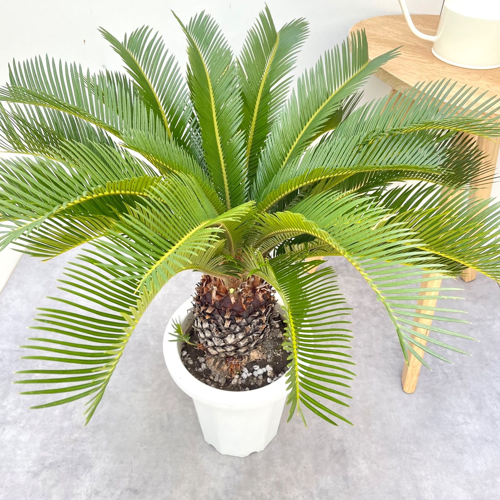 ソテツ 蘇鉄【現品】ドライガーデン 観葉植物 屋外 大型 - メルカリ