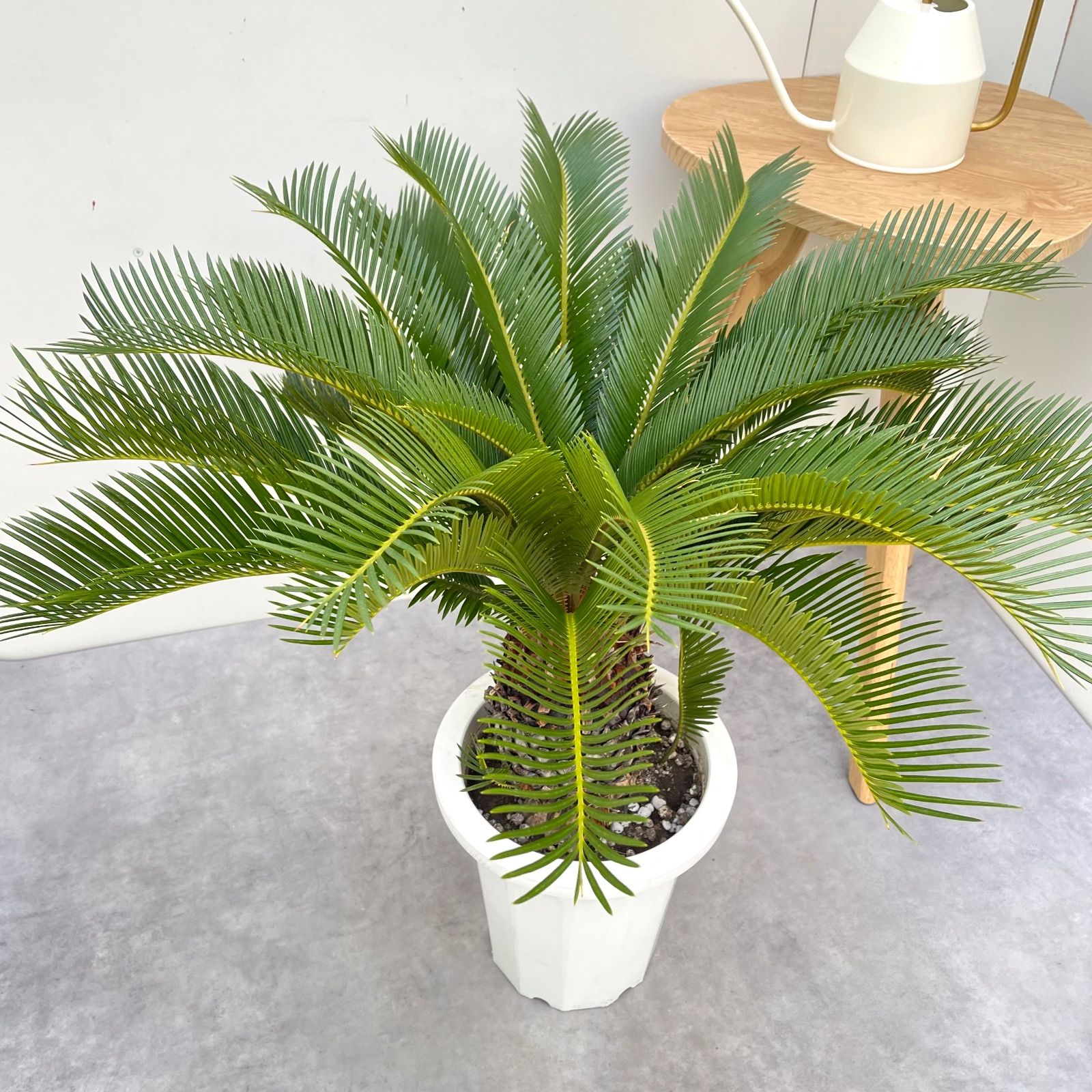 ソテツ 蘇鉄【現品】ドライガーデン 観葉植物 屋外 大型 - メルカリ