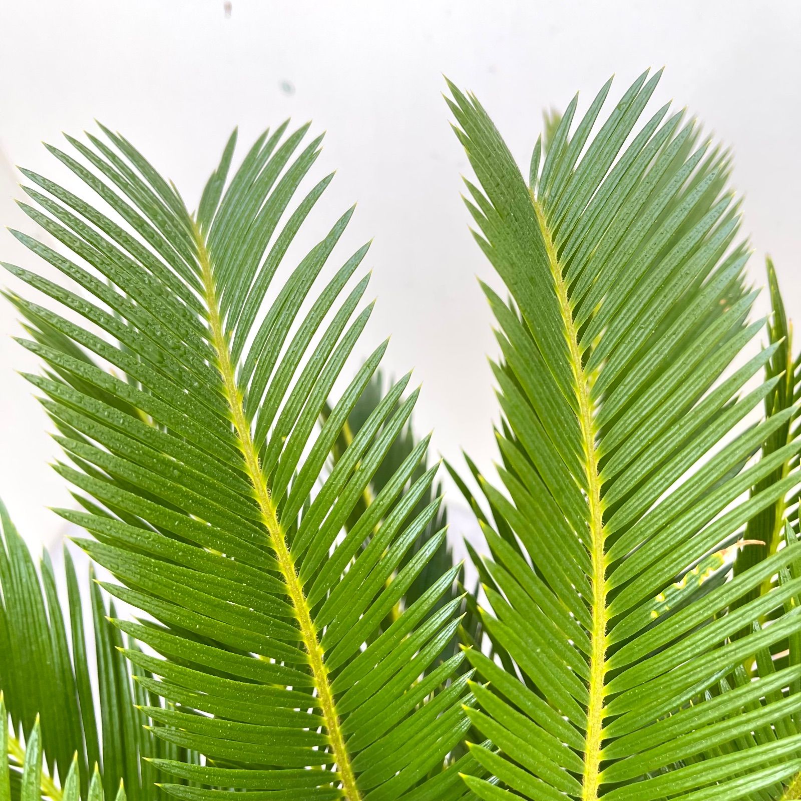 ソテツ 蘇鉄【現品】ドライガーデン 観葉植物 屋外 大型 - メルカリ