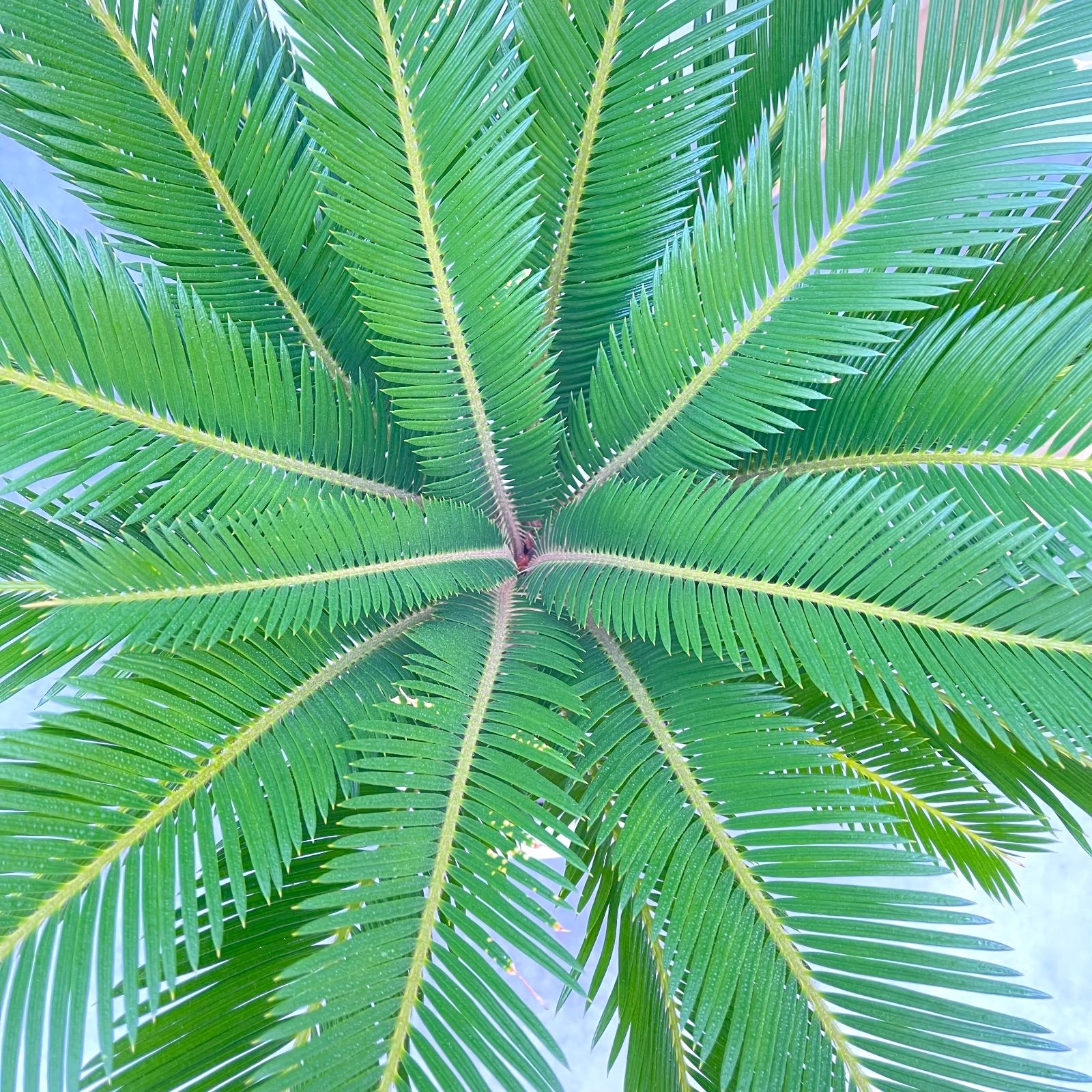 ソテツ 蘇鉄【現品】ドライガーデン 観葉植物 屋外 大型 - メルカリ