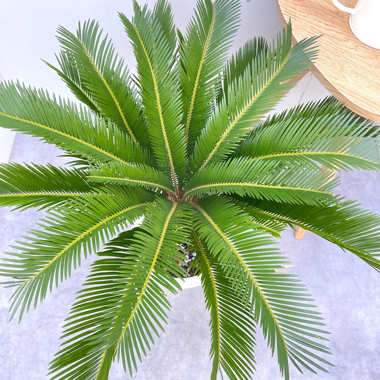 ソテツ 蘇鉄【現品】ドライガーデン 観葉植物 屋外 大型 - メルカリ