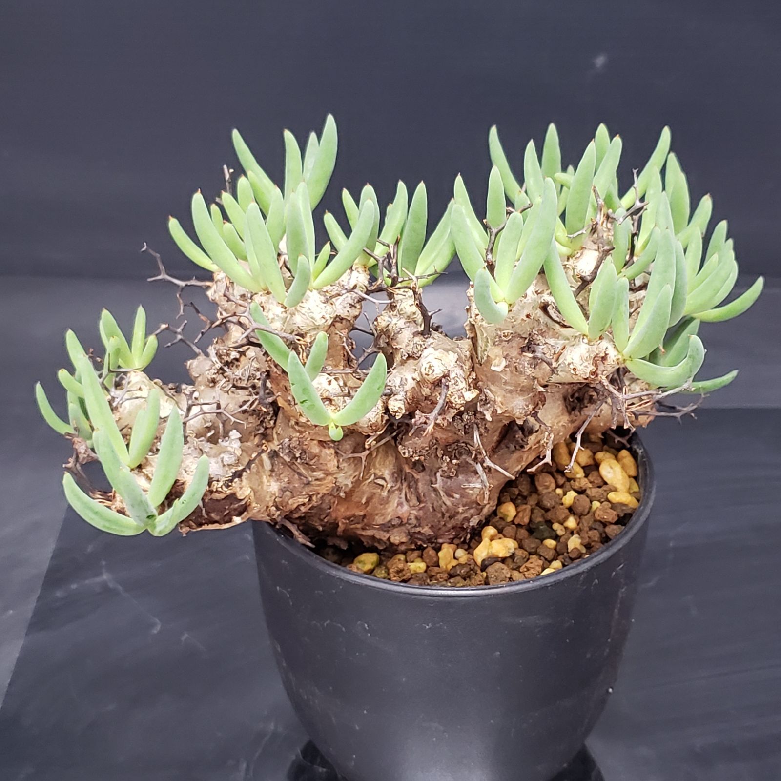 I238【自社養生株】チレコドン レティキュラータス 万物想（現地球・発