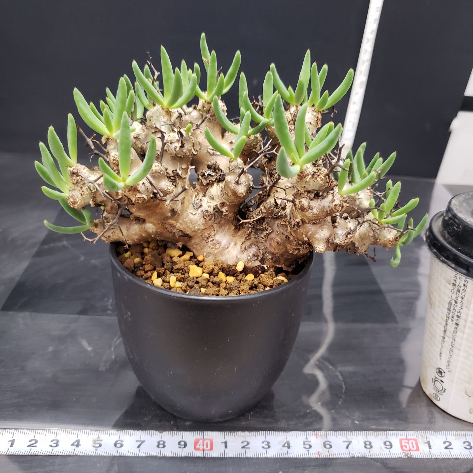 I238【自社養生株】チレコドン レティキュラータス 万物想（現地球・発