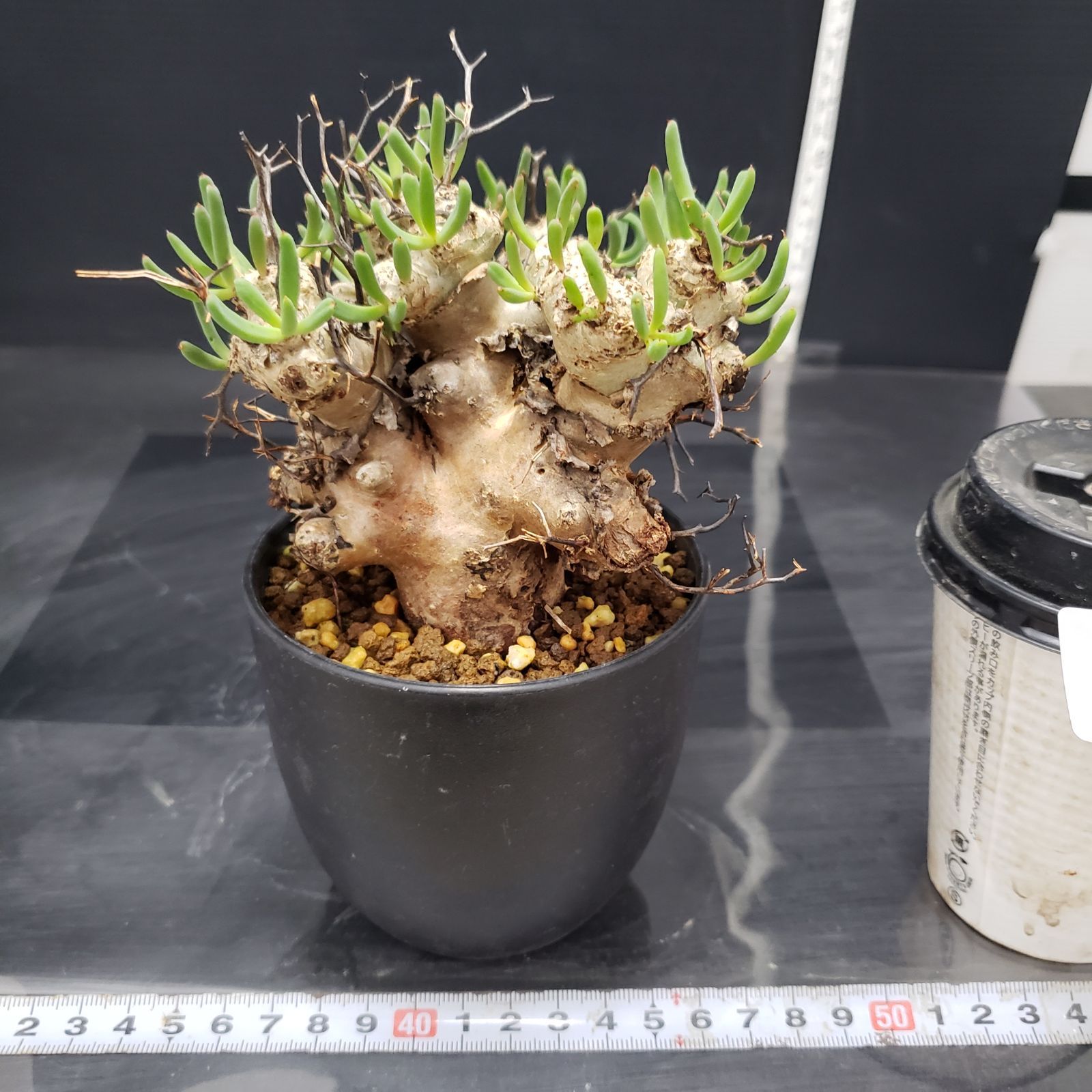 大株❗️ 塊根植物　チレコドン　レキュラータス　万物想　現地球 I237【自社養生株】チレコドン レティキュラータス 万物想（現地球・発