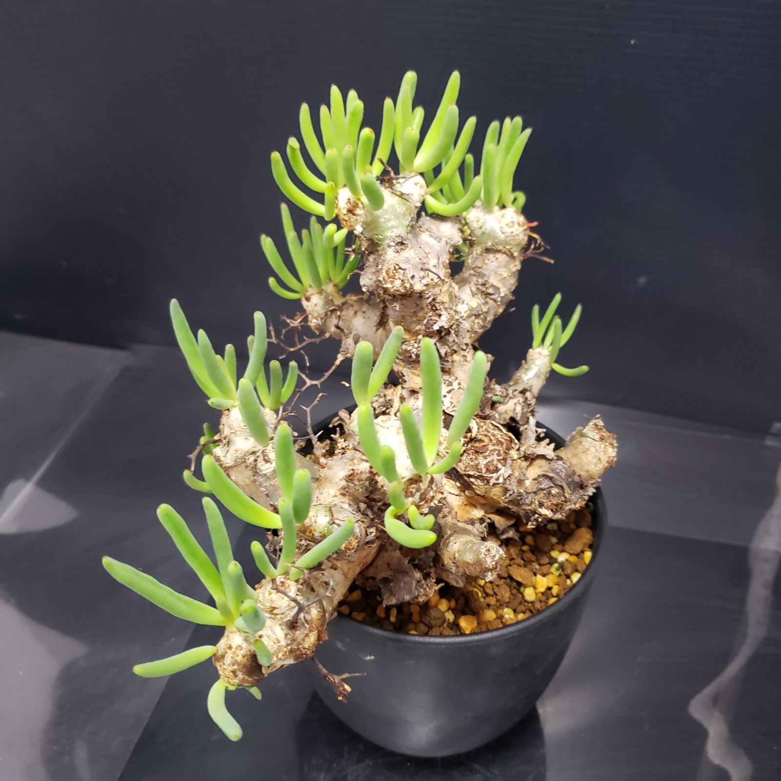 I243【自社養生株】チレコドン レティキュラータス 万物想（現地球・発