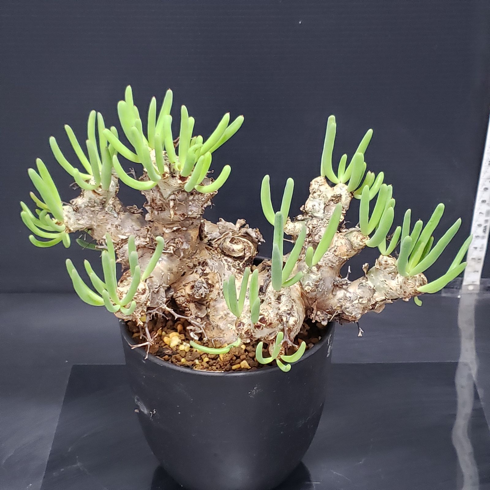 I243【自社養生株】チレコドン レティキュラータス 万物想（現地球・発