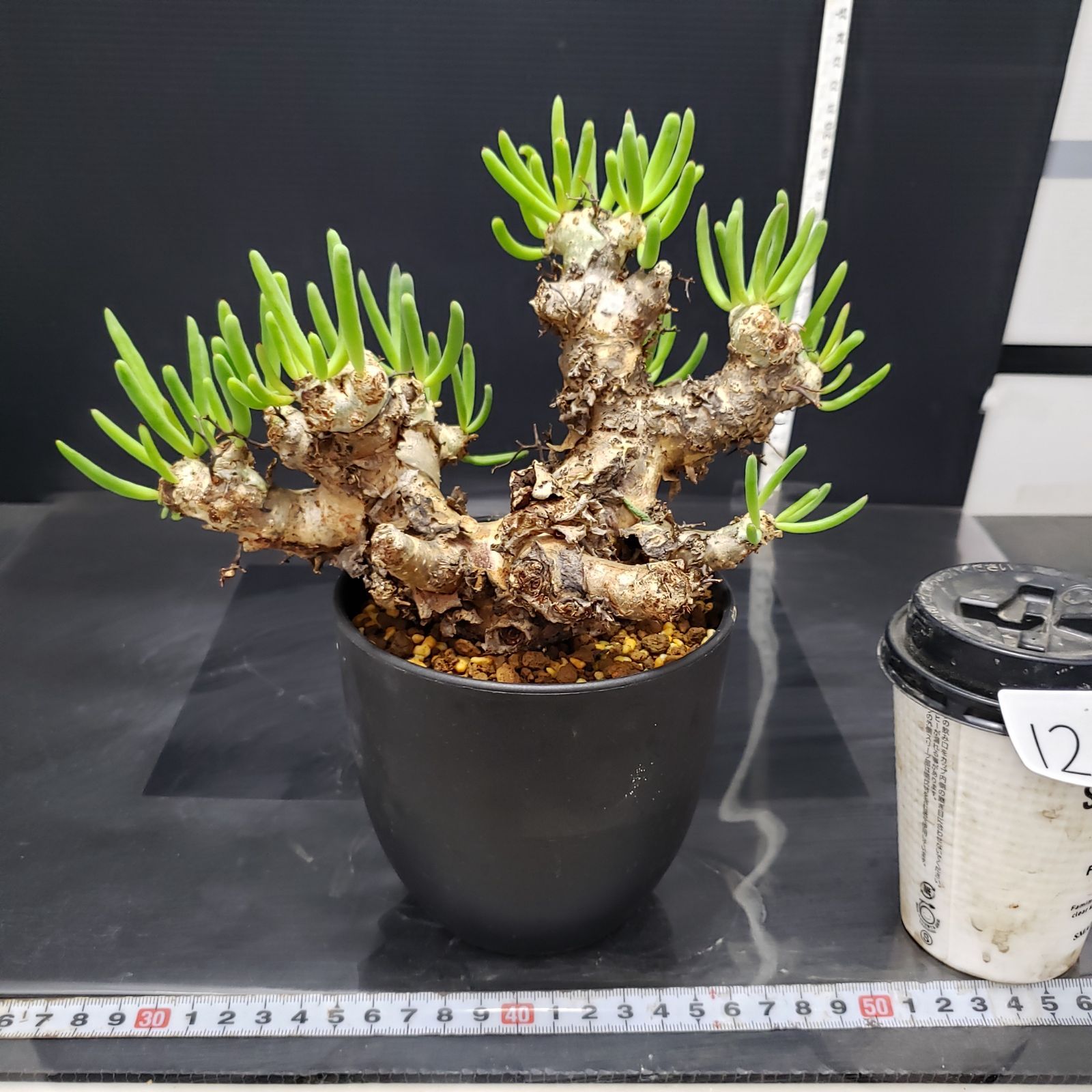 確認用【塊根植物】 万物想 チレコドン レティキュラータス 国内実生⑩ 塊根植物】 万物想 チレコドン レティキュラータス 国内実生17 - メルカリ