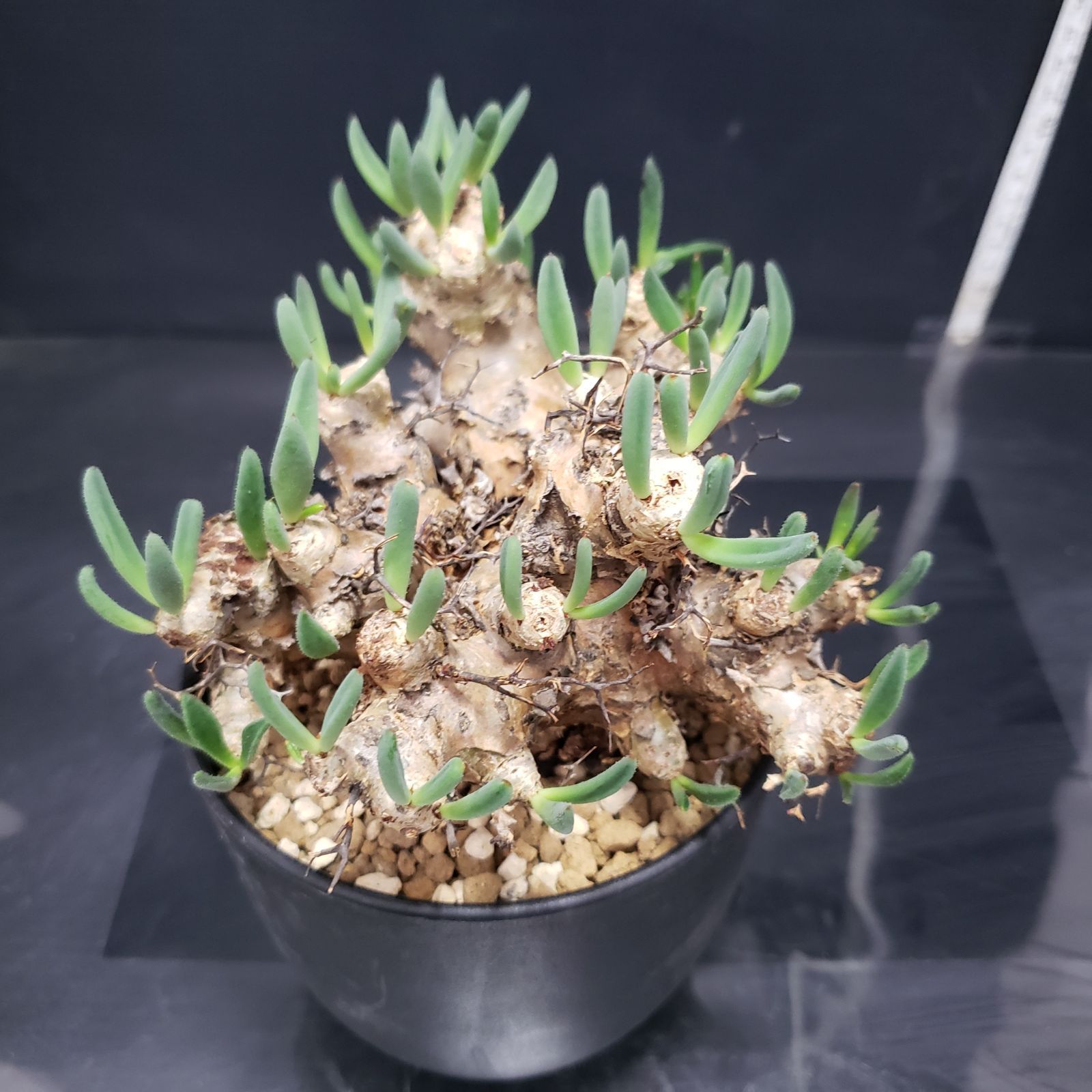 現地株 チレコドン レティキュラータス 万物想 I244【自社養生株】チレコドン レティキュラータス 万物想（現地球・発