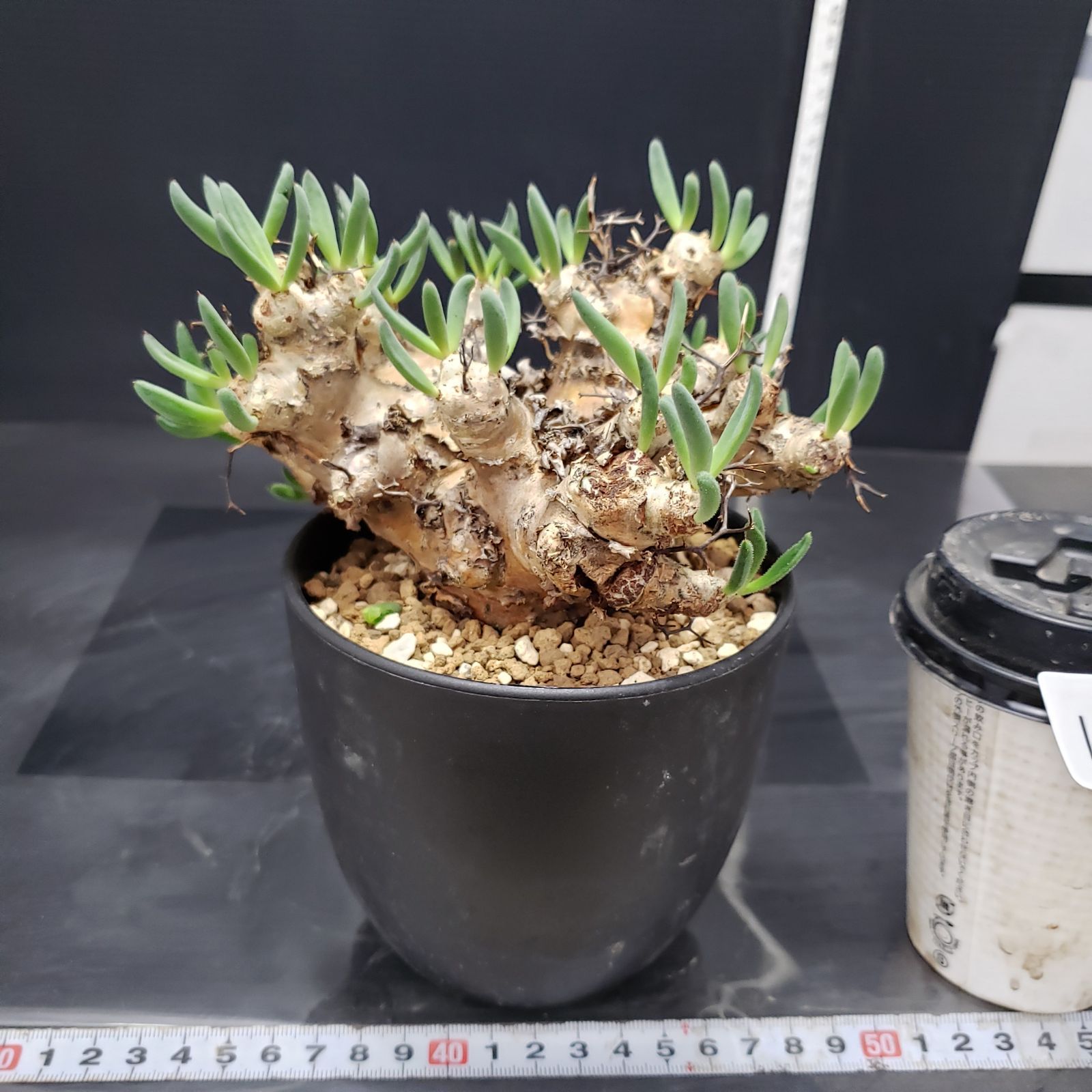 I244【自社養生株】チレコドン レティキュラータス 万物想（現地球・発