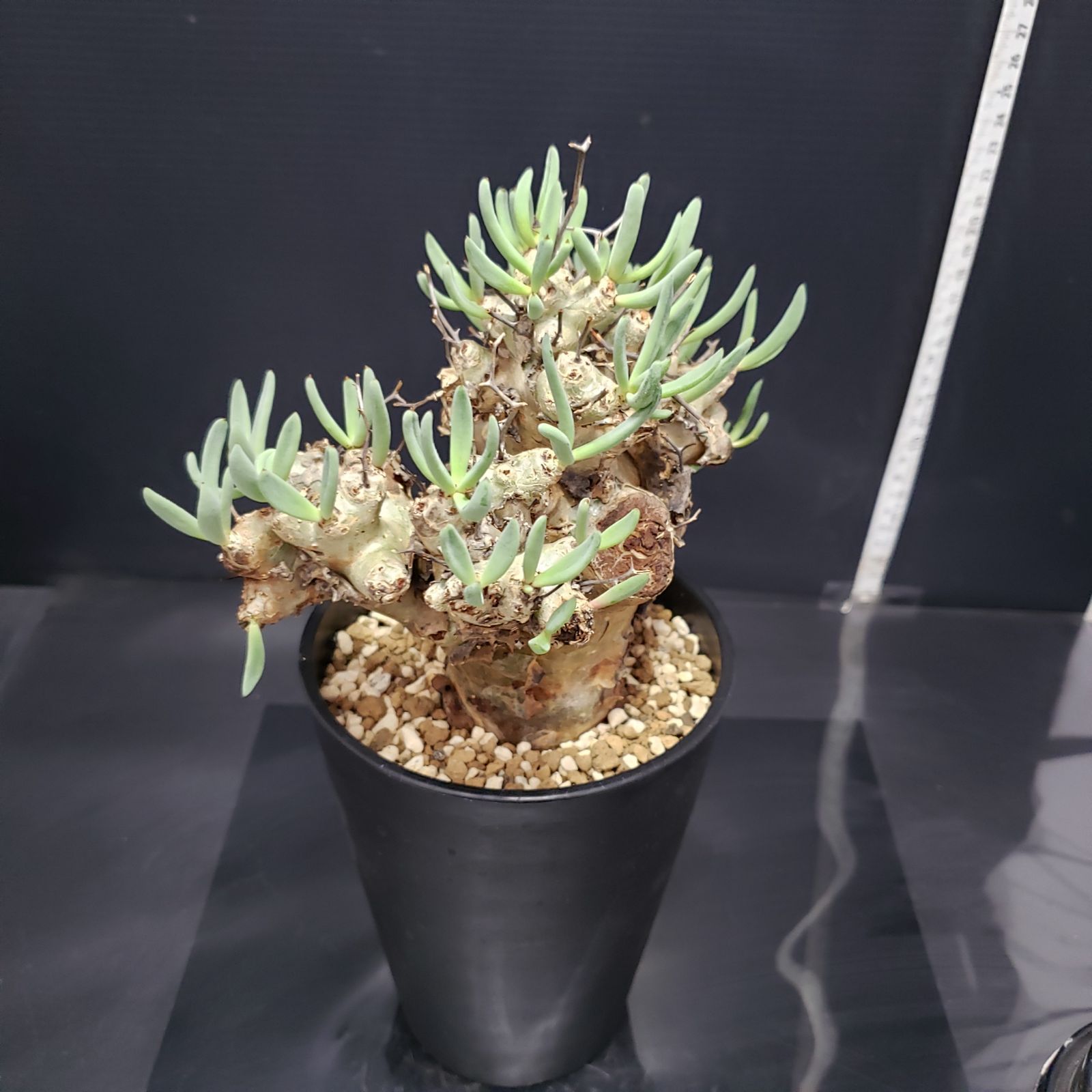 I245【自社養生株】チレコドン レティキュラータス 万物想（現地球・発