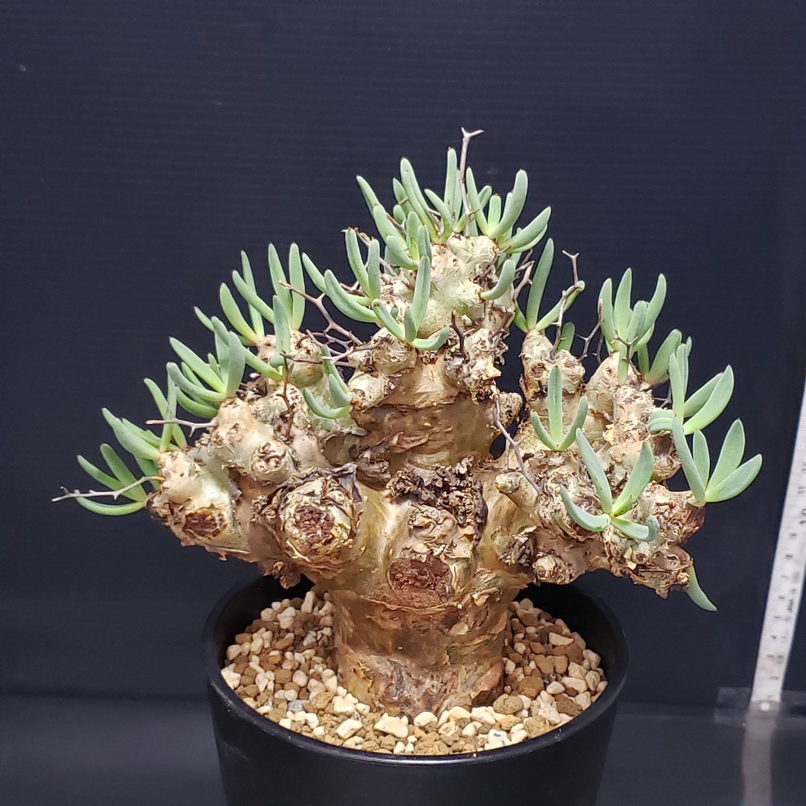 I245【自社養生株】チレコドン レティキュラータス 万物想（現地球・発