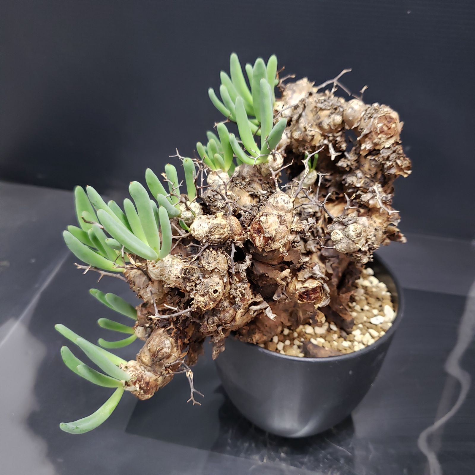 チレコドン　レティキュラータス　万物想　実生苗　開花株 H438【自社養生株】チレコドン レティキュラータス 万物想（現地球・発