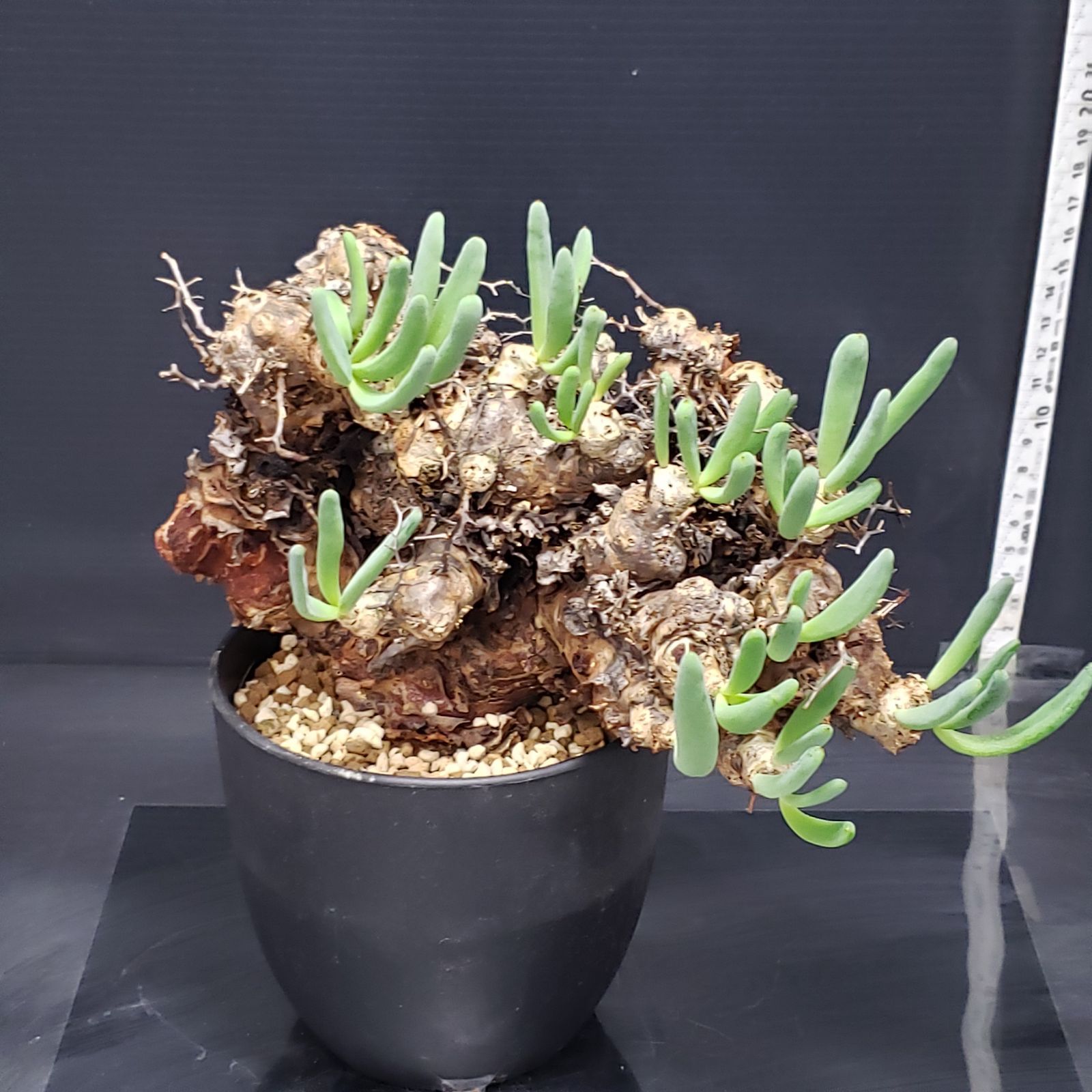 大株❗️ 塊根植物　チレコドン　レキュラータス　万物想　現地球 I243【自社養生株】チレコドン レティキュラータス 万物想（現地球・発