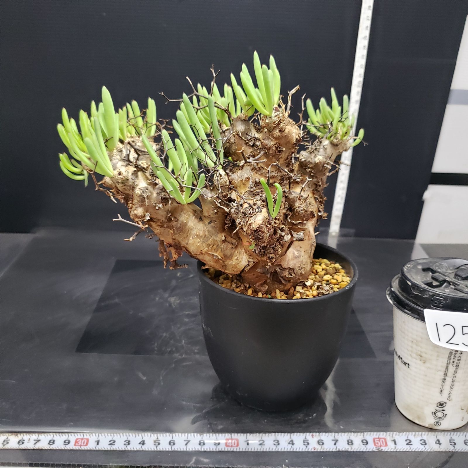 I250【自社養生株】チレコドン レティキュラータス 万物想（現地球・発