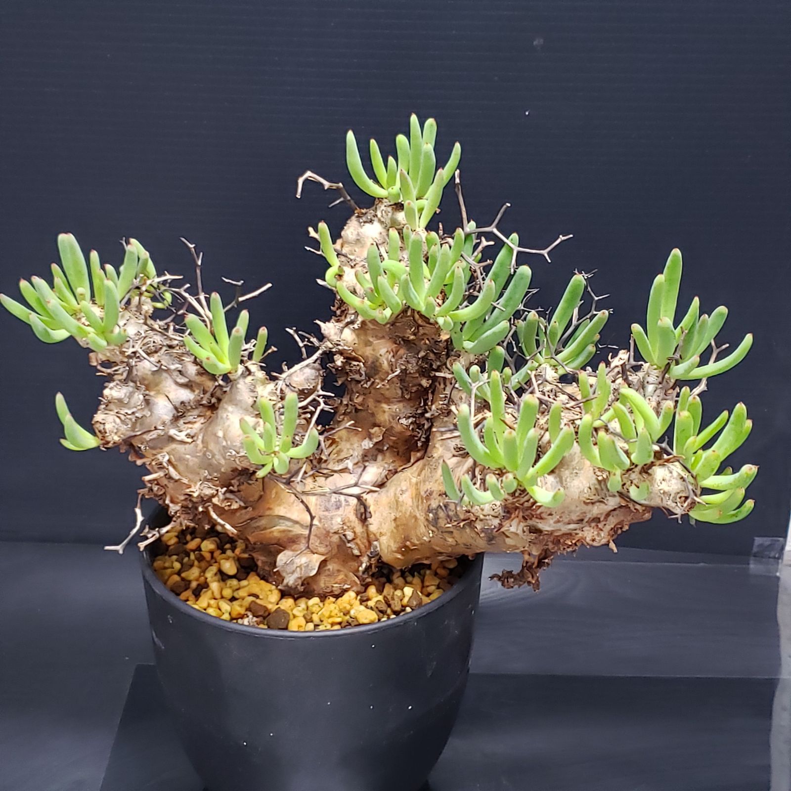 I250【自社養生株】チレコドン レティキュラータス 万物想（現地球・発