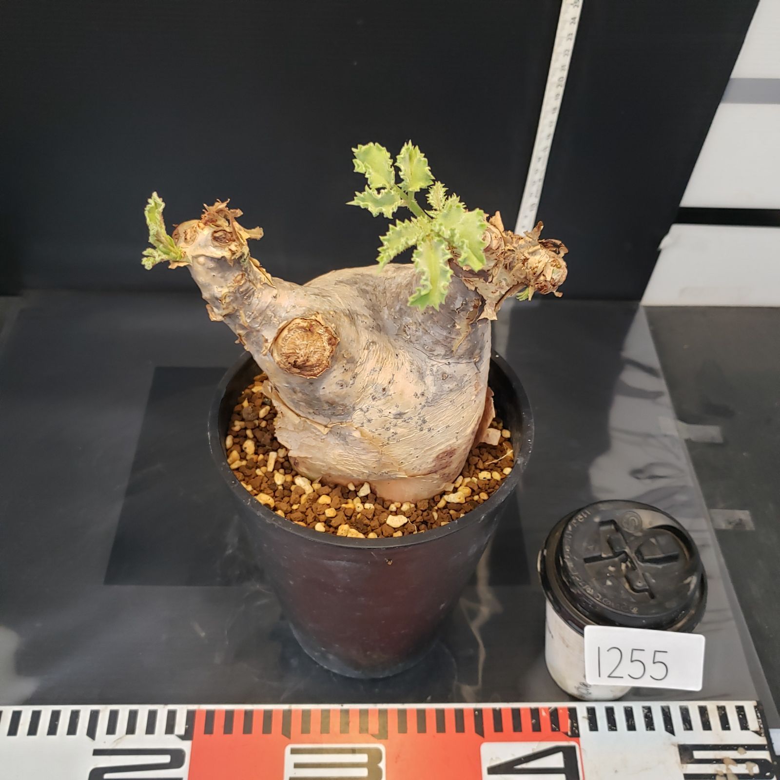 I255【自社養生株】キフォステンマ マクロプス（現地球・発根株