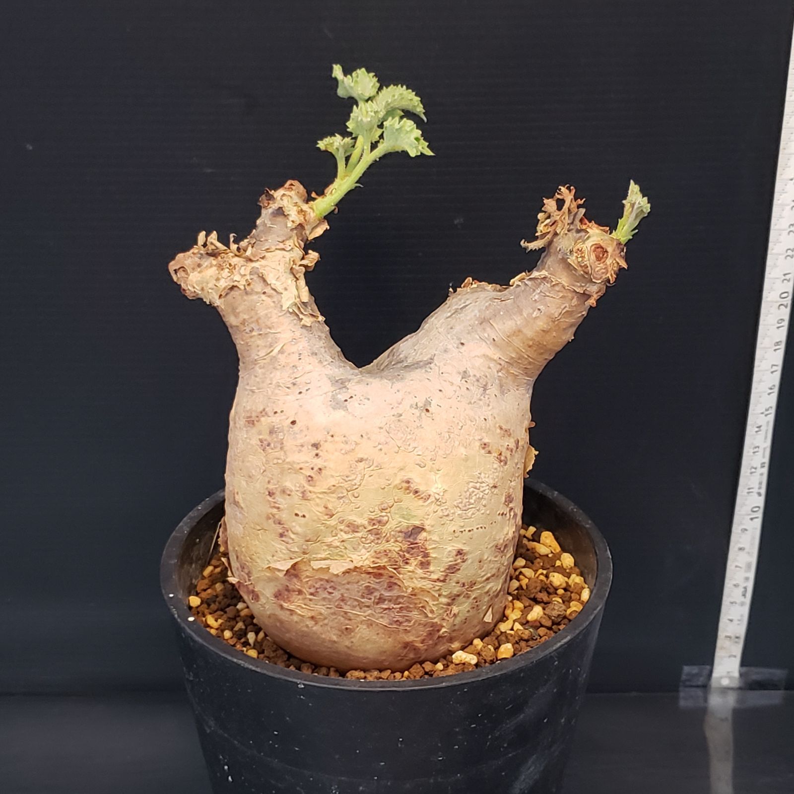 I255【自社養生株】キフォステンマ マクロプス（現地球・発根株