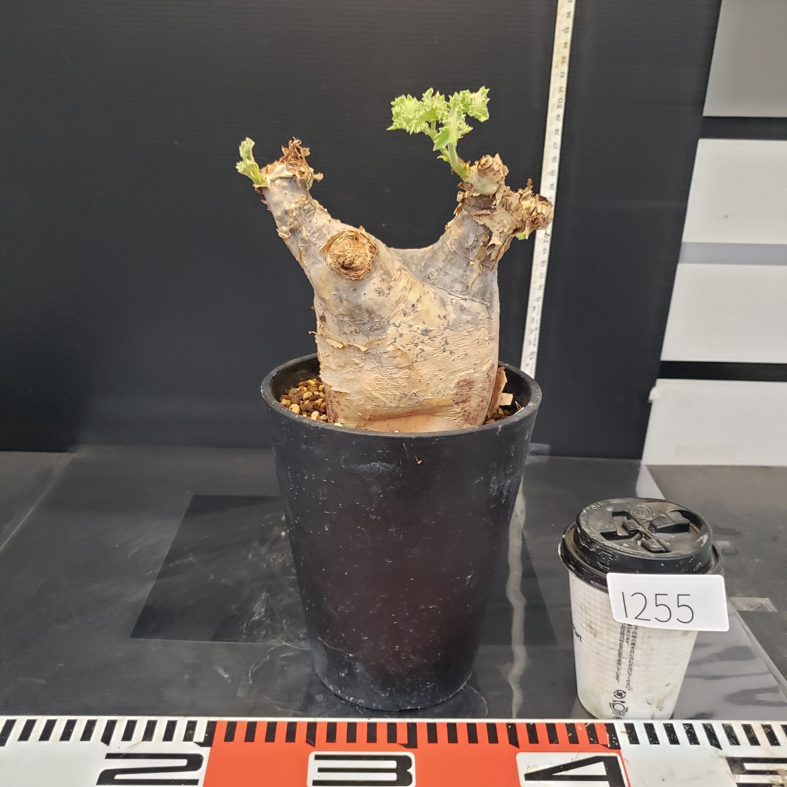 I255【自社養生株】キフォステンマ マクロプス（現地球・発根株