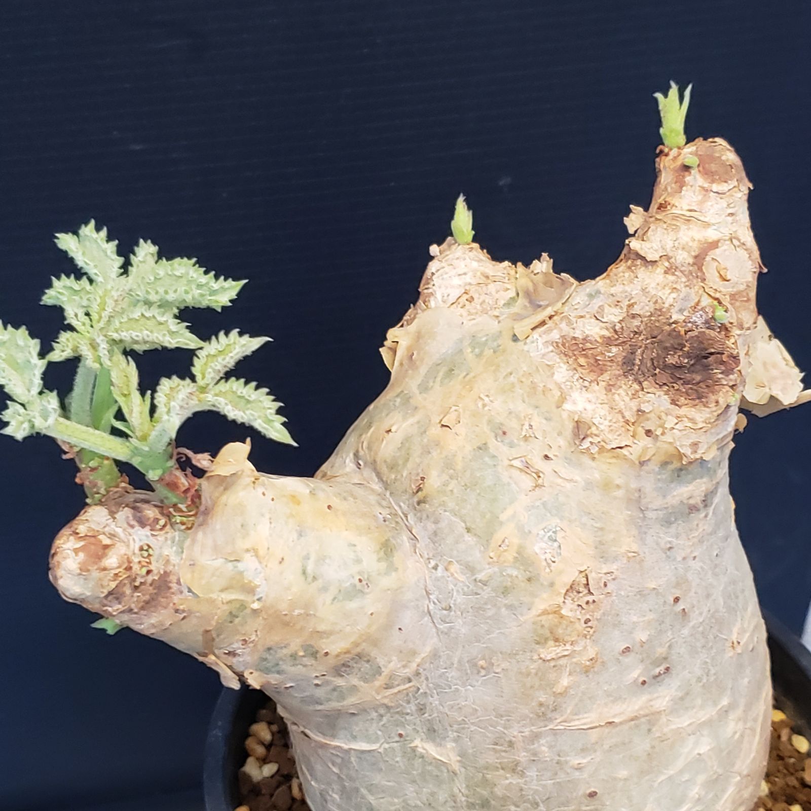 I256【自社養生株】キフォステンマ マクロプス（現地球・発根株