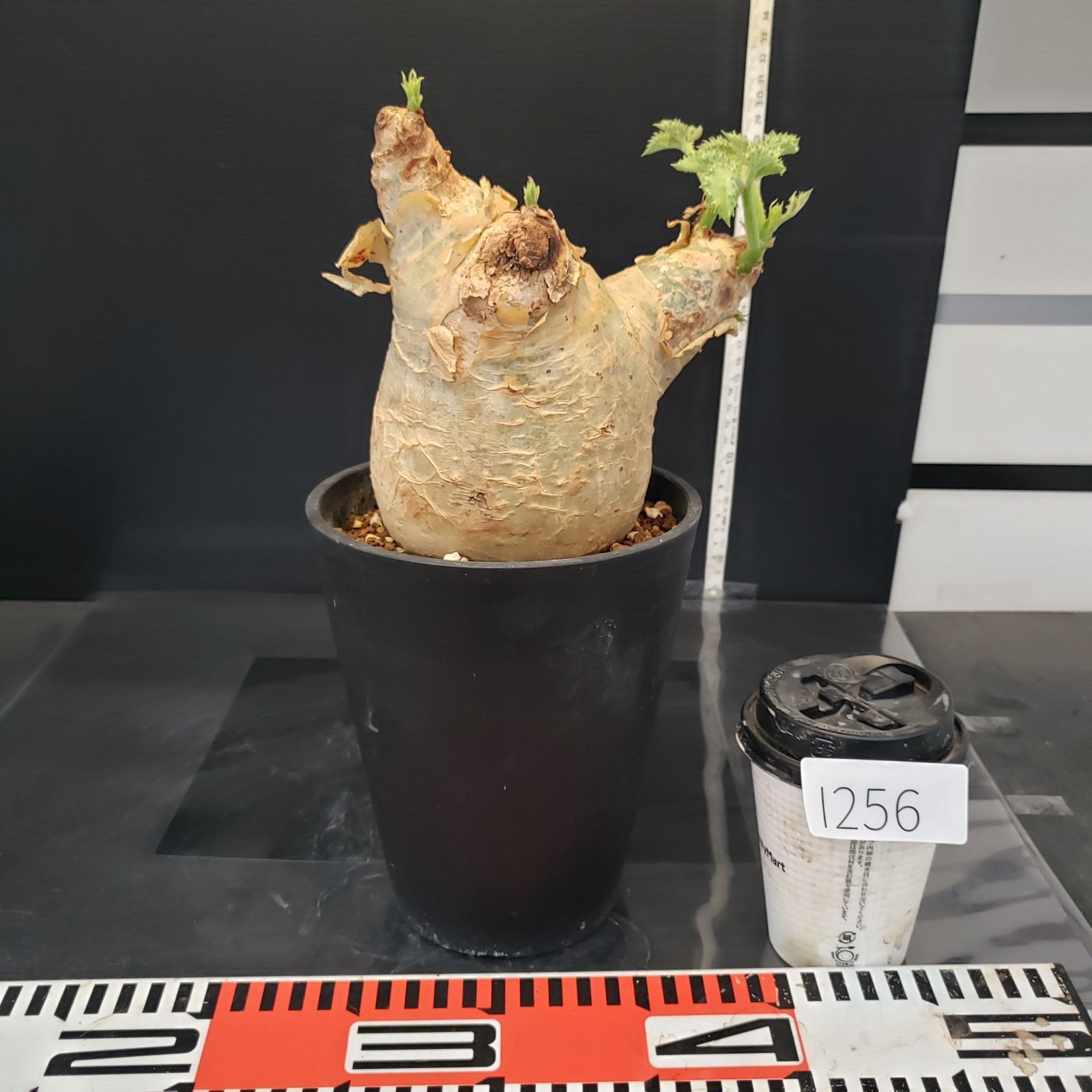 I256【自社養生株】キフォステンマ マクロプス（現地球・発根株