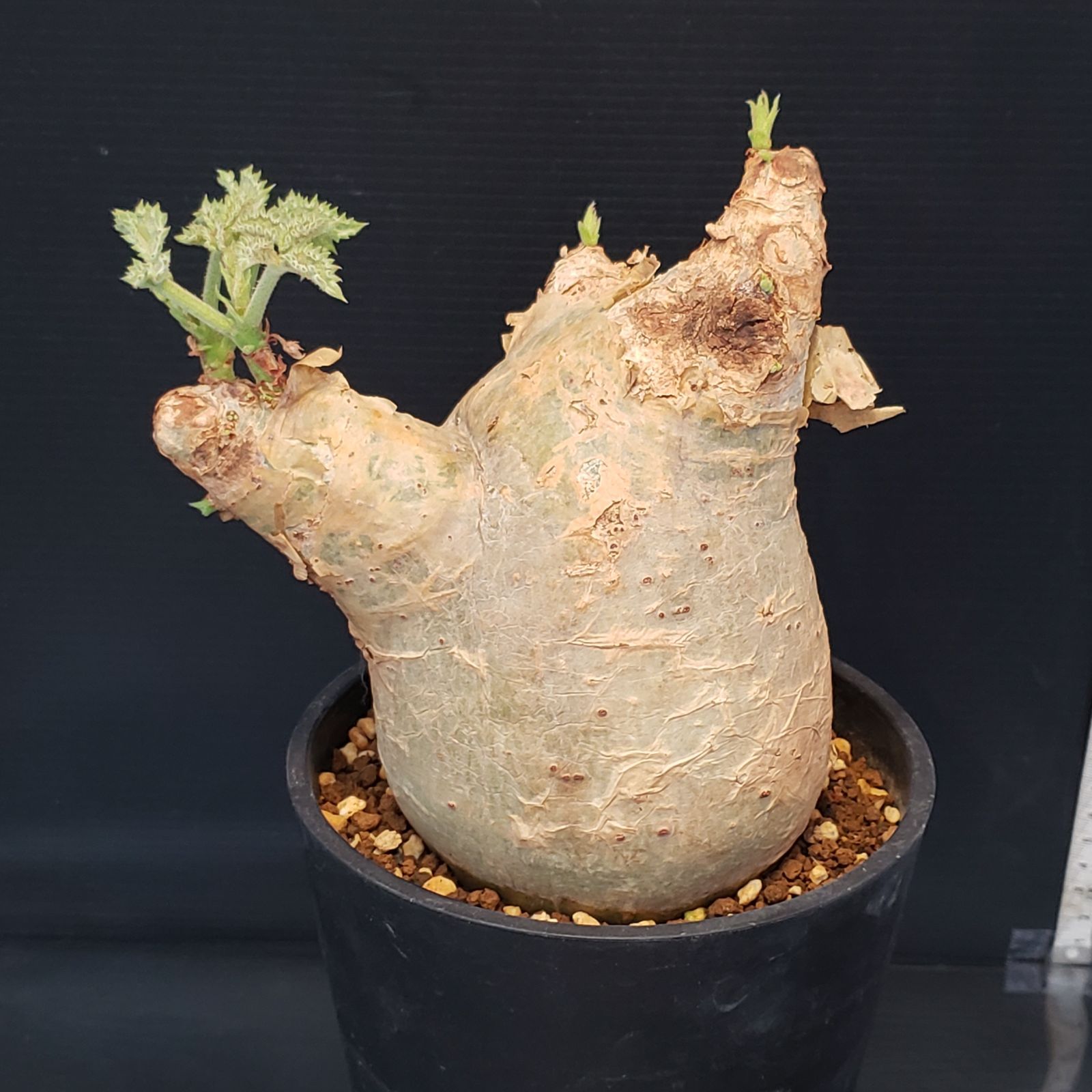 I256【自社養生株】キフォステンマ マクロプス（現地球・発根株