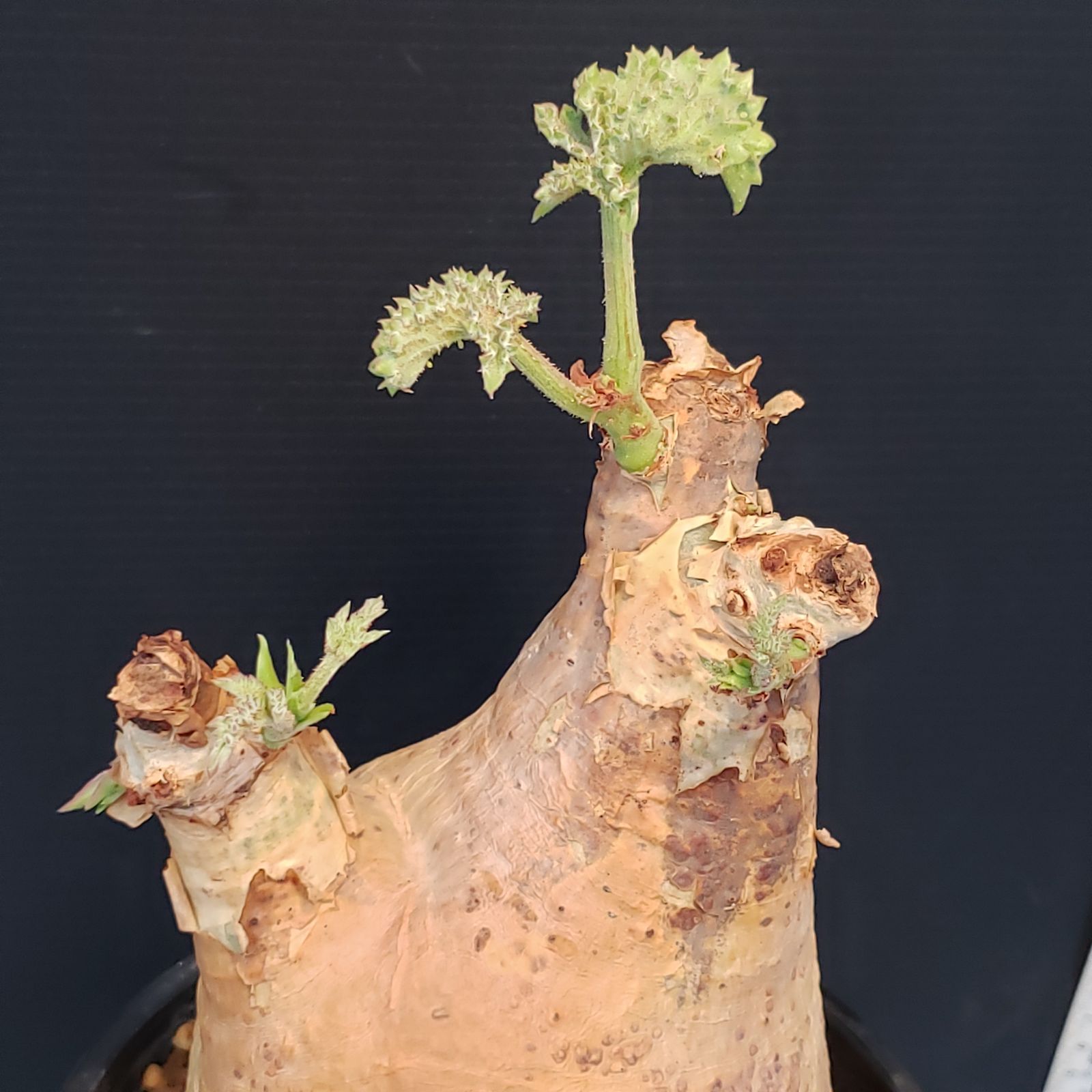 I257【自社養生株】キフォステンマ マクロプス（現地球・発根株