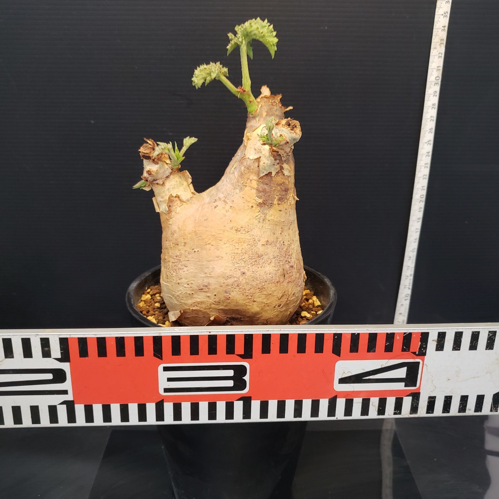 I257【自社養生株】キフォステンマ マクロプス（現地球・発根株