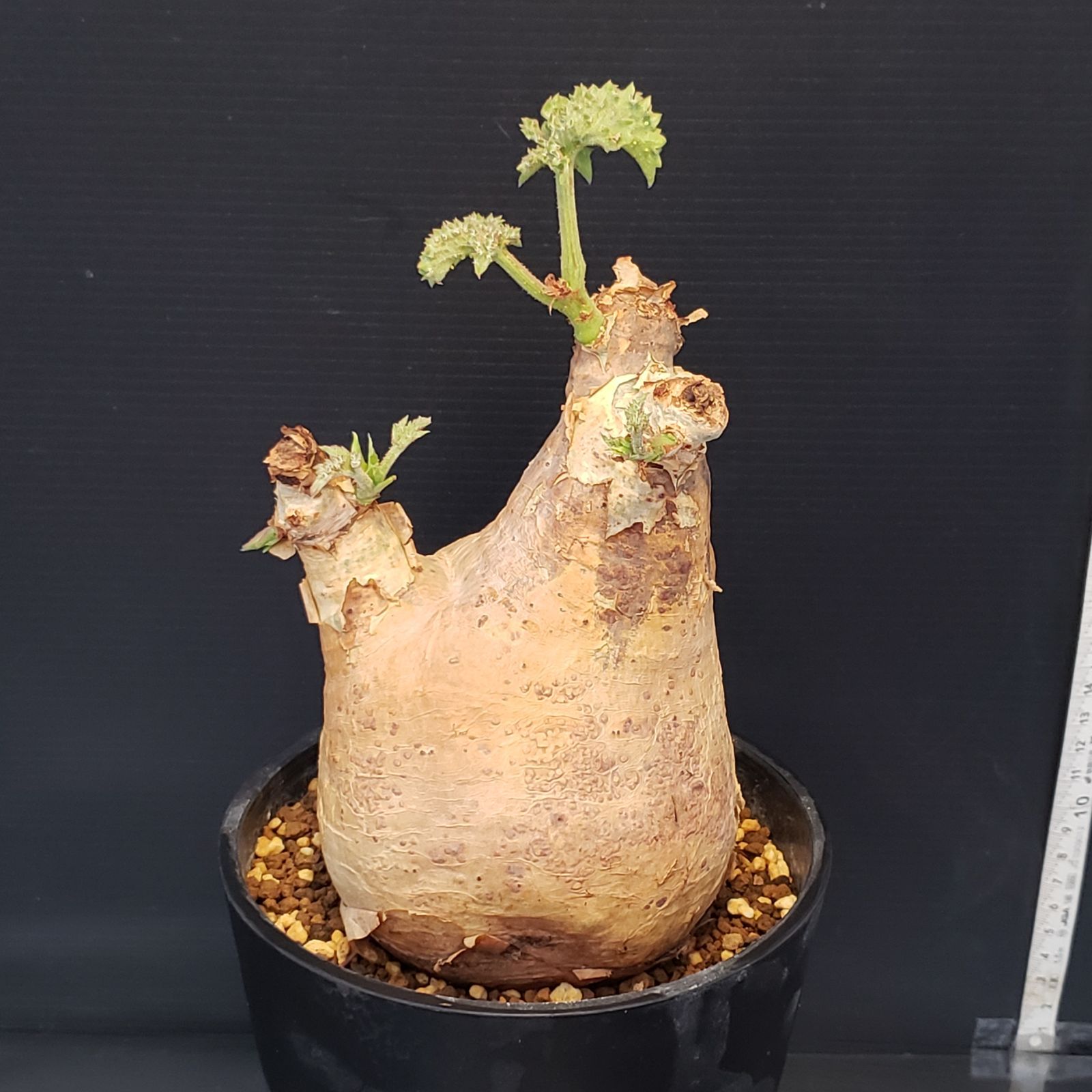 キフォステンマ　マクロプス 現地球 I257【自社養生株】キフォステンマ マクロプス（現地球・発根株