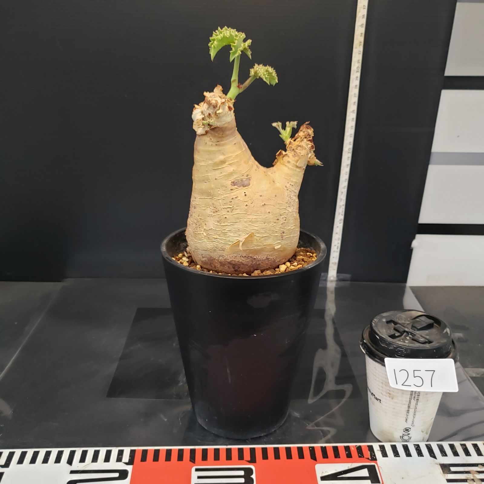 I257【自社養生株】キフォステンマ マクロプス（現地球・発根株