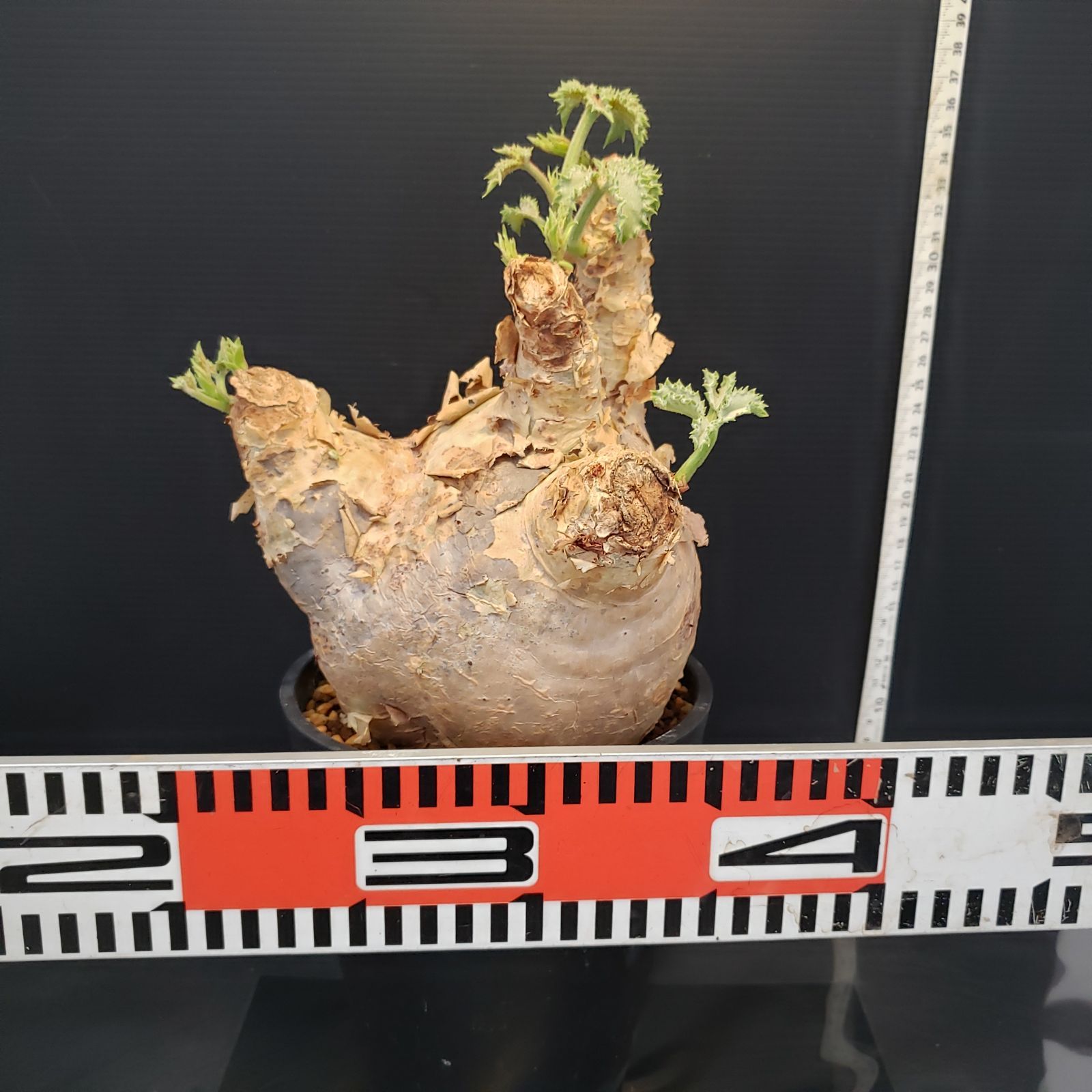 I258【自社養生株】キフォステンマ マクロプス（現地球・発根株