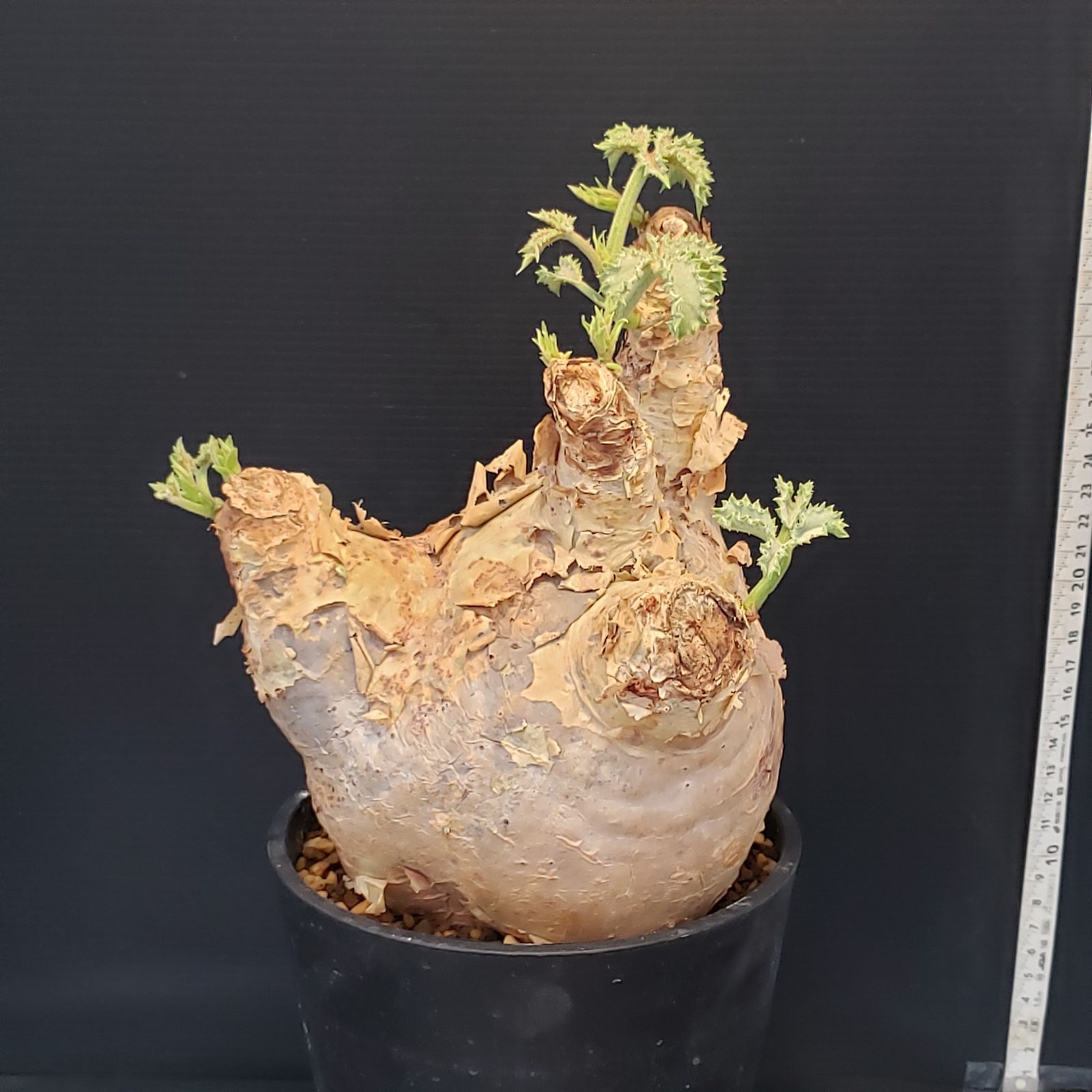 I258【自社養生株】キフォステンマ マクロプス（現地球・発根株