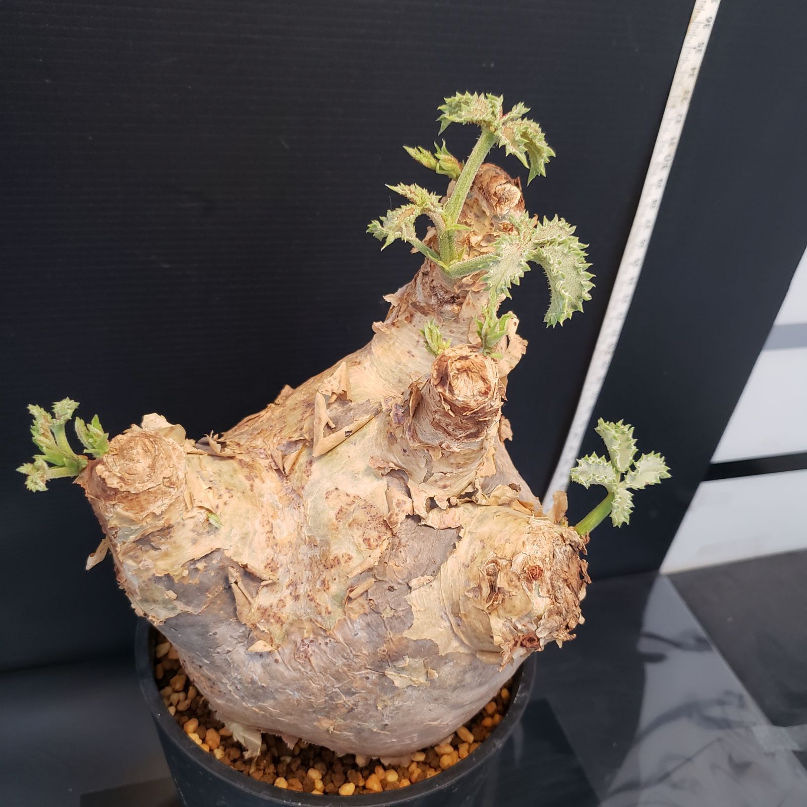 I258【自社養生株】キフォステンマ マクロプス（現地球・発根株