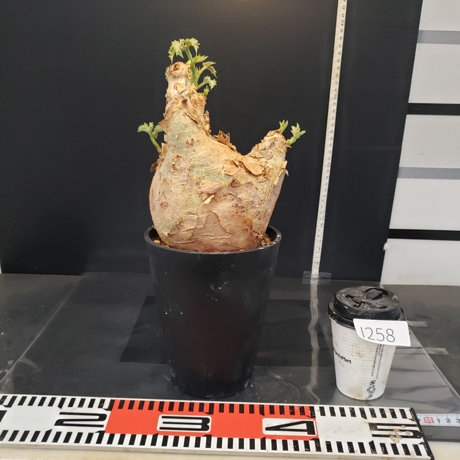 I258【自社養生株】キフォステンマ マクロプス（現地球・発根株