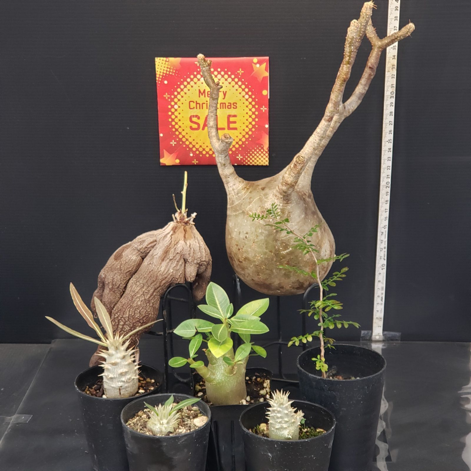 マ5936 「塊根植物」ドルステニア クリスパ 抜き苗【4/7最新到着・多肉