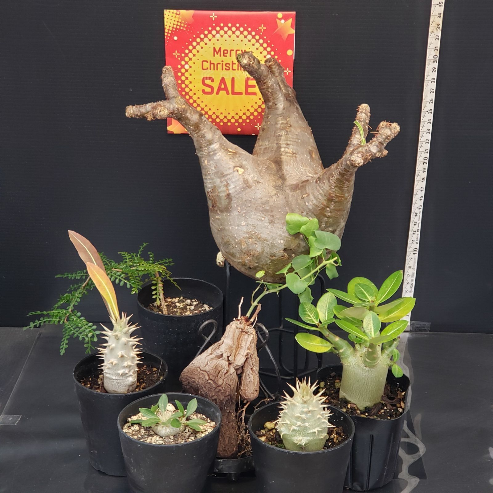 I260【Xmasセール！】トクトクコーデックスセット（抜き苗：グラキリス