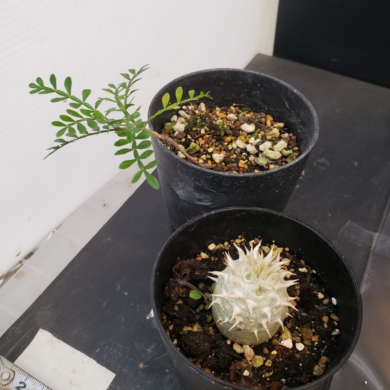 I264【Xmasセール！】トクトクコーデックスセット（抜き苗：グラキリス