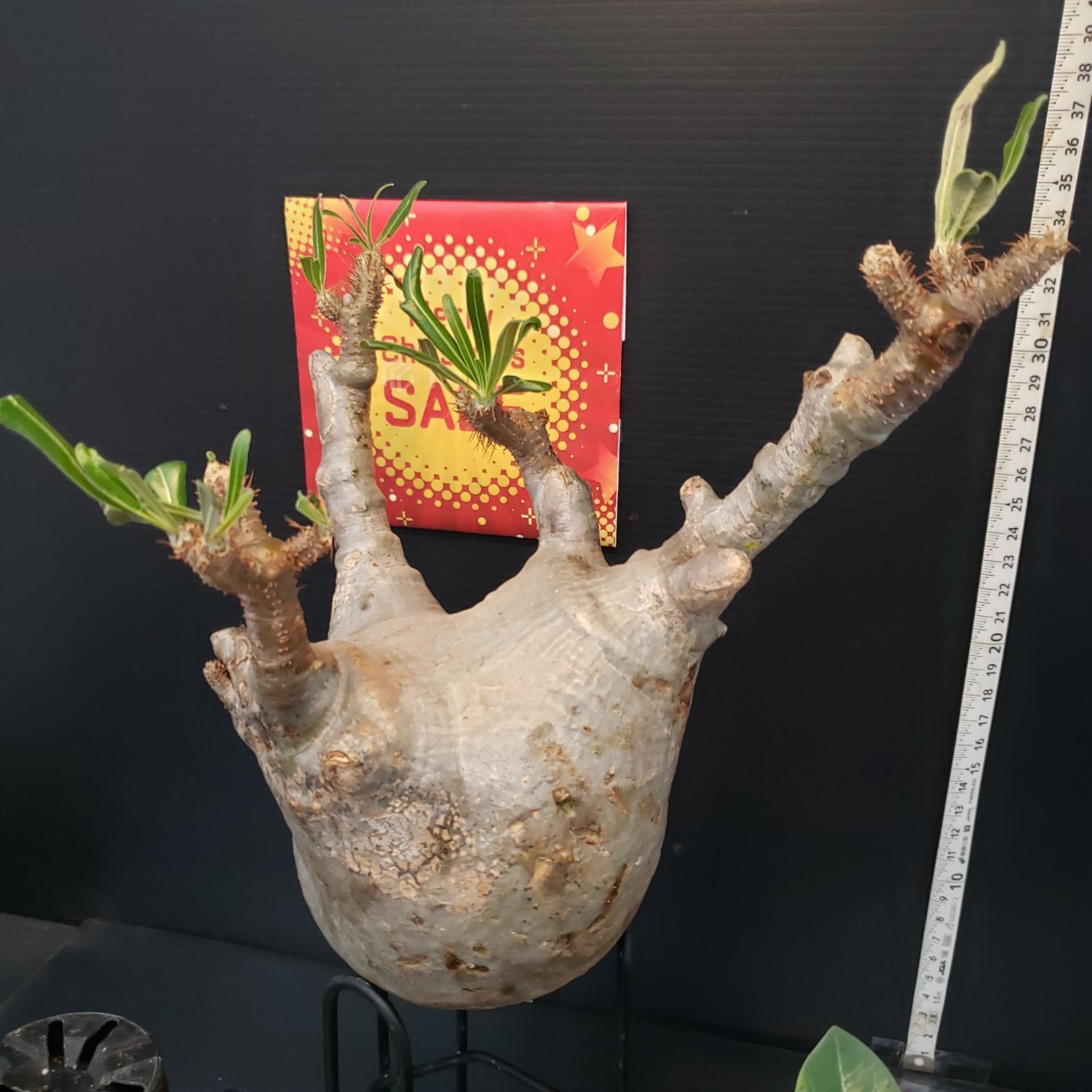 I264【Xmasセール！】トクトクコーデックスセット（抜き苗：グラキリス