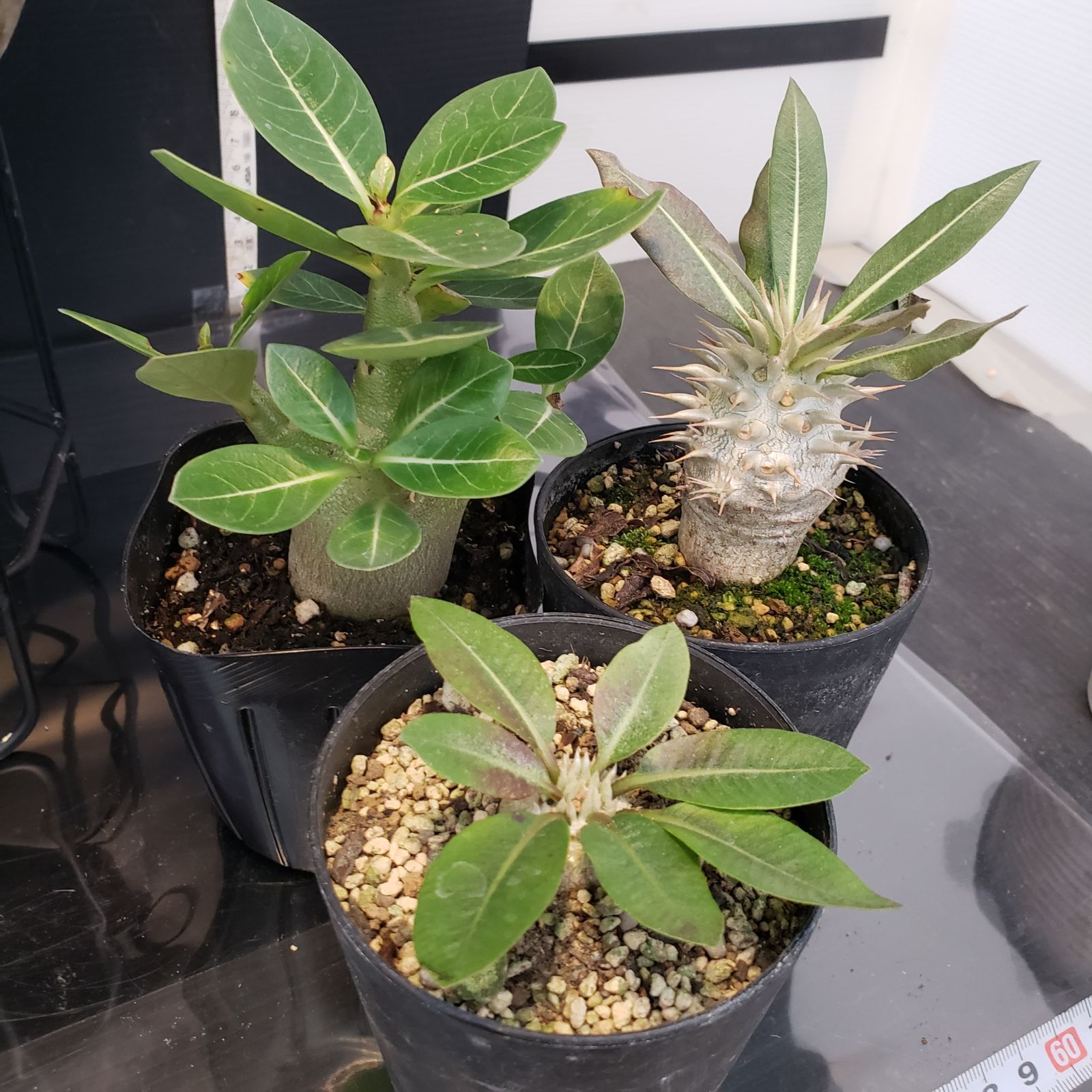 I264【Xmasセール！】トクトクコーデックスセット（抜き苗：グラキリス