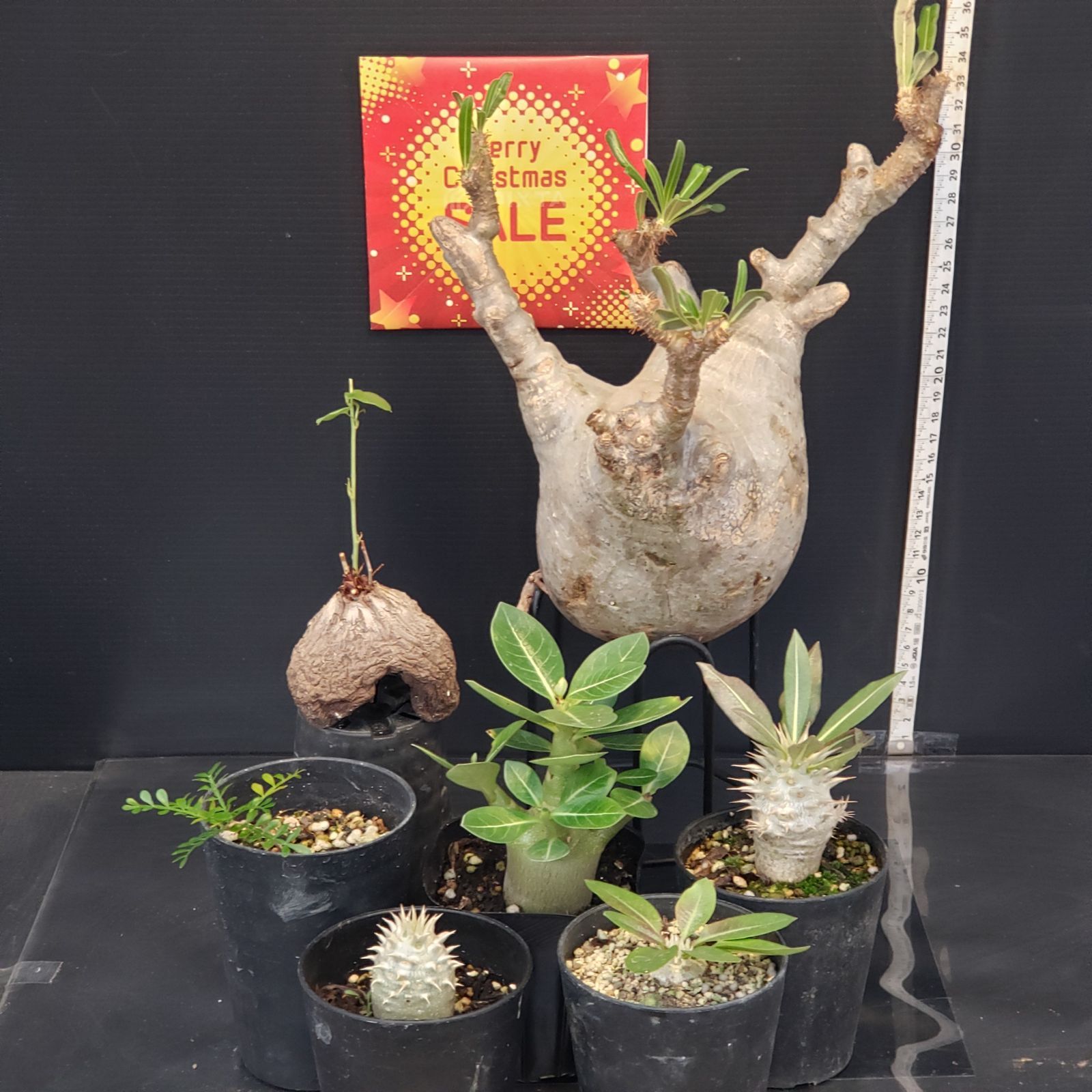 I264【Xmasセール！】トクトクコーデックスセット（抜き苗：グラキリス